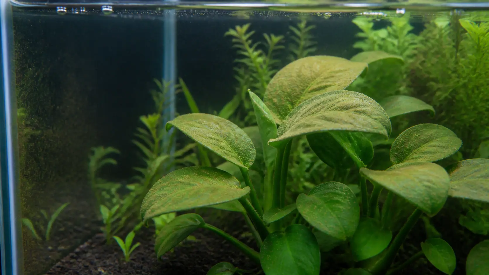 alga Diatomea