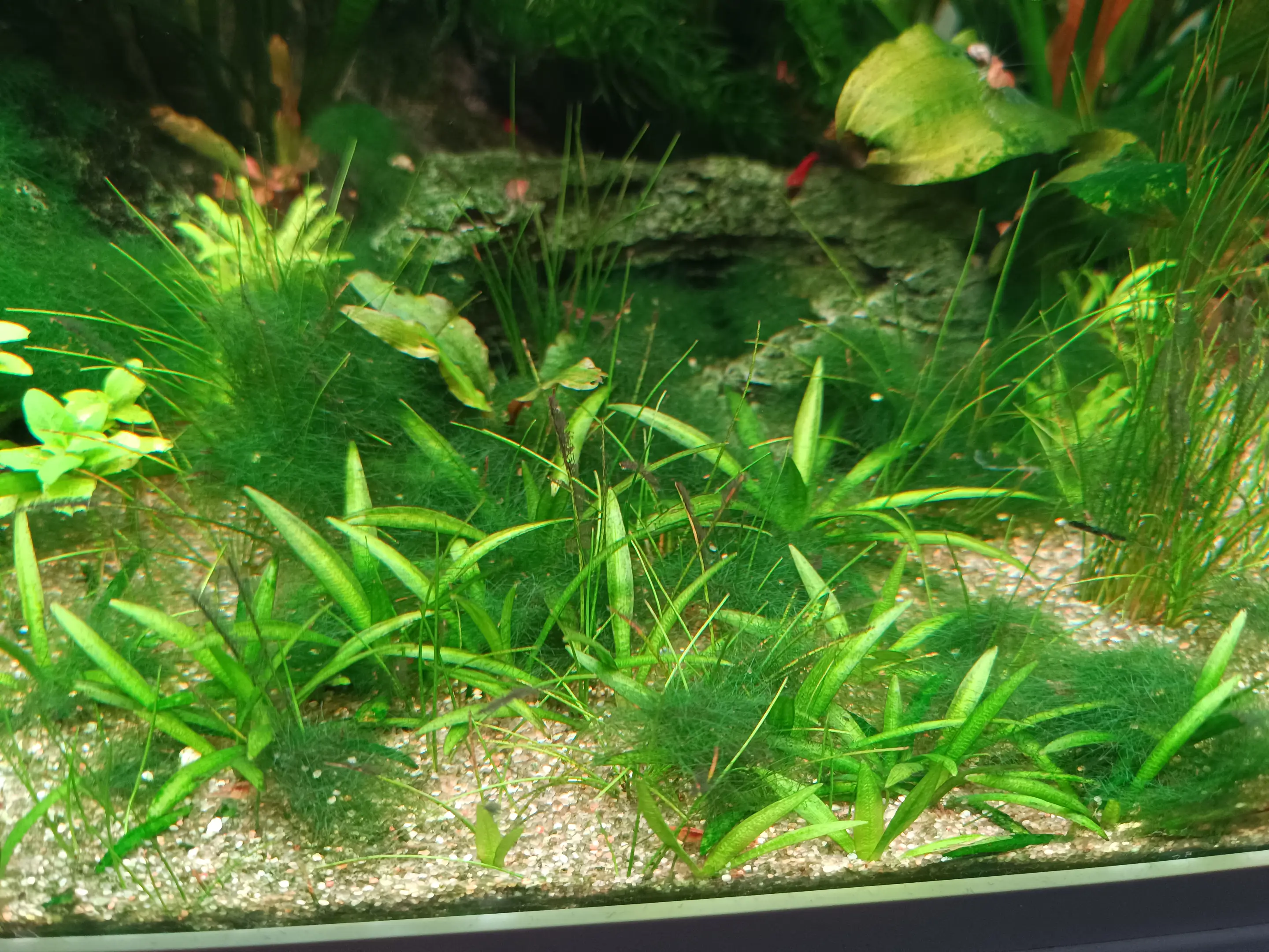 Alga filamentosa