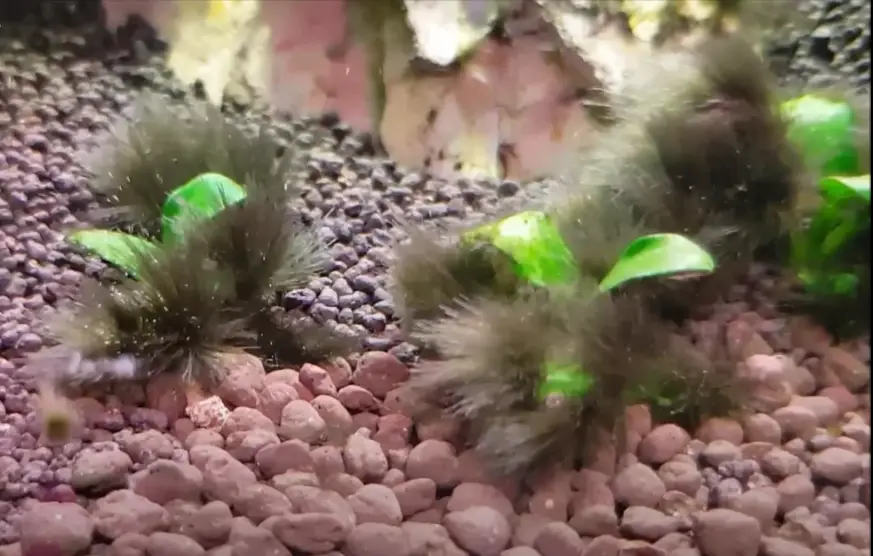 Alga barba negra