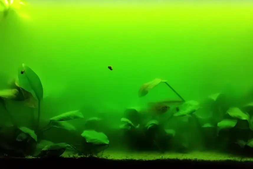 Green water algae