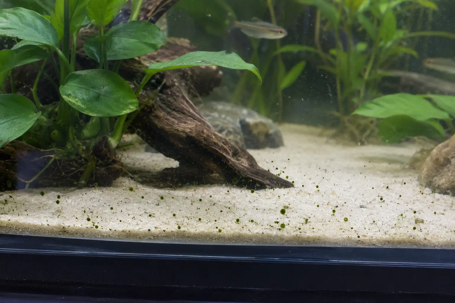 Alga de punto verde