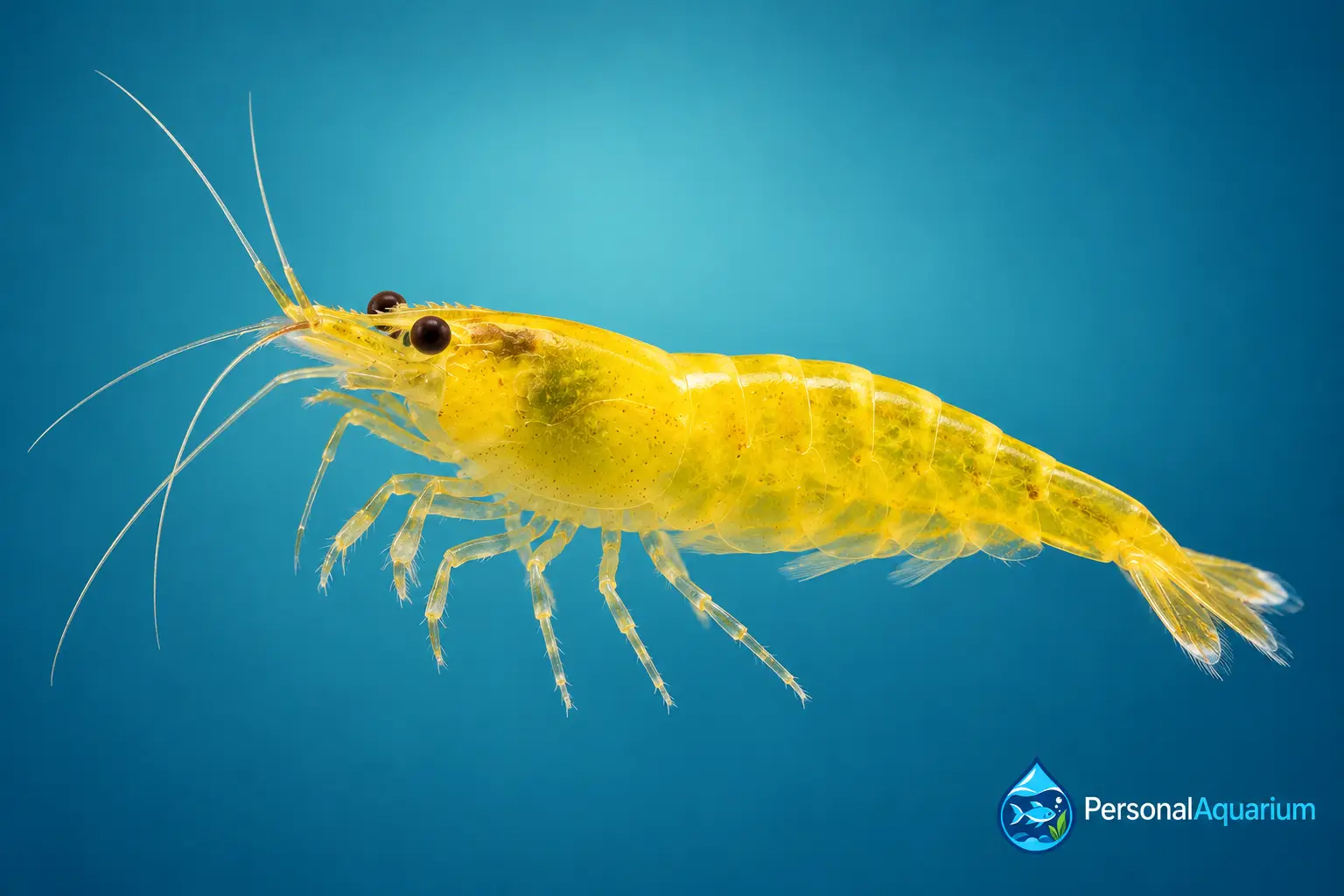 Neocaridina Yellow Fire