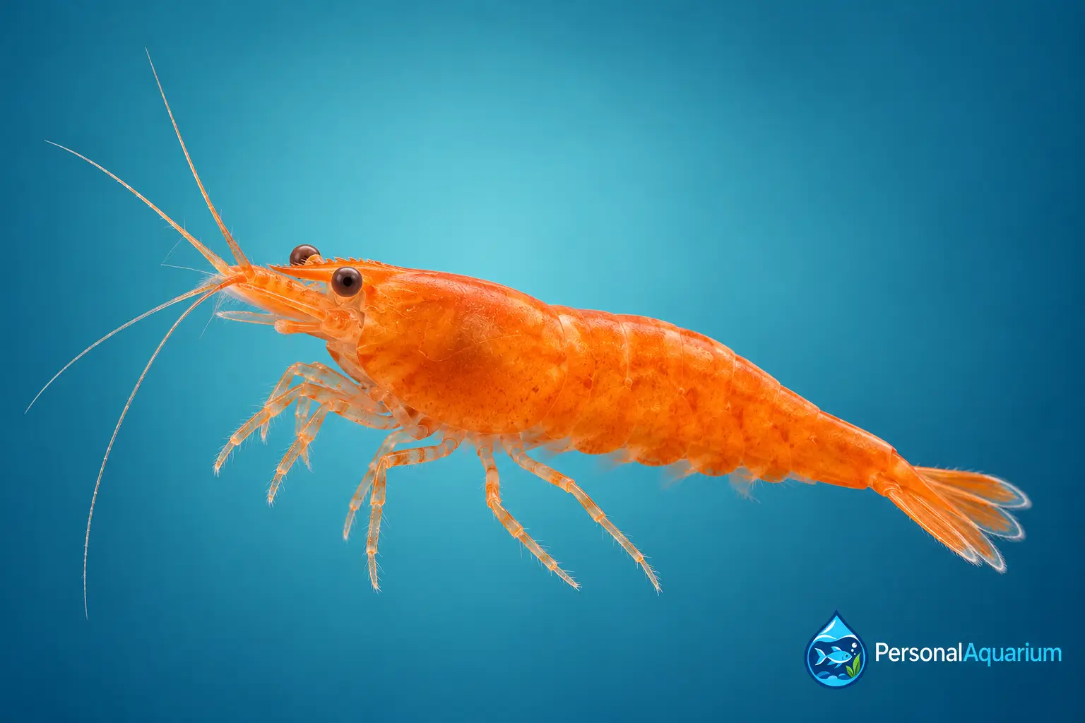 Neocaridina Orange Sakura