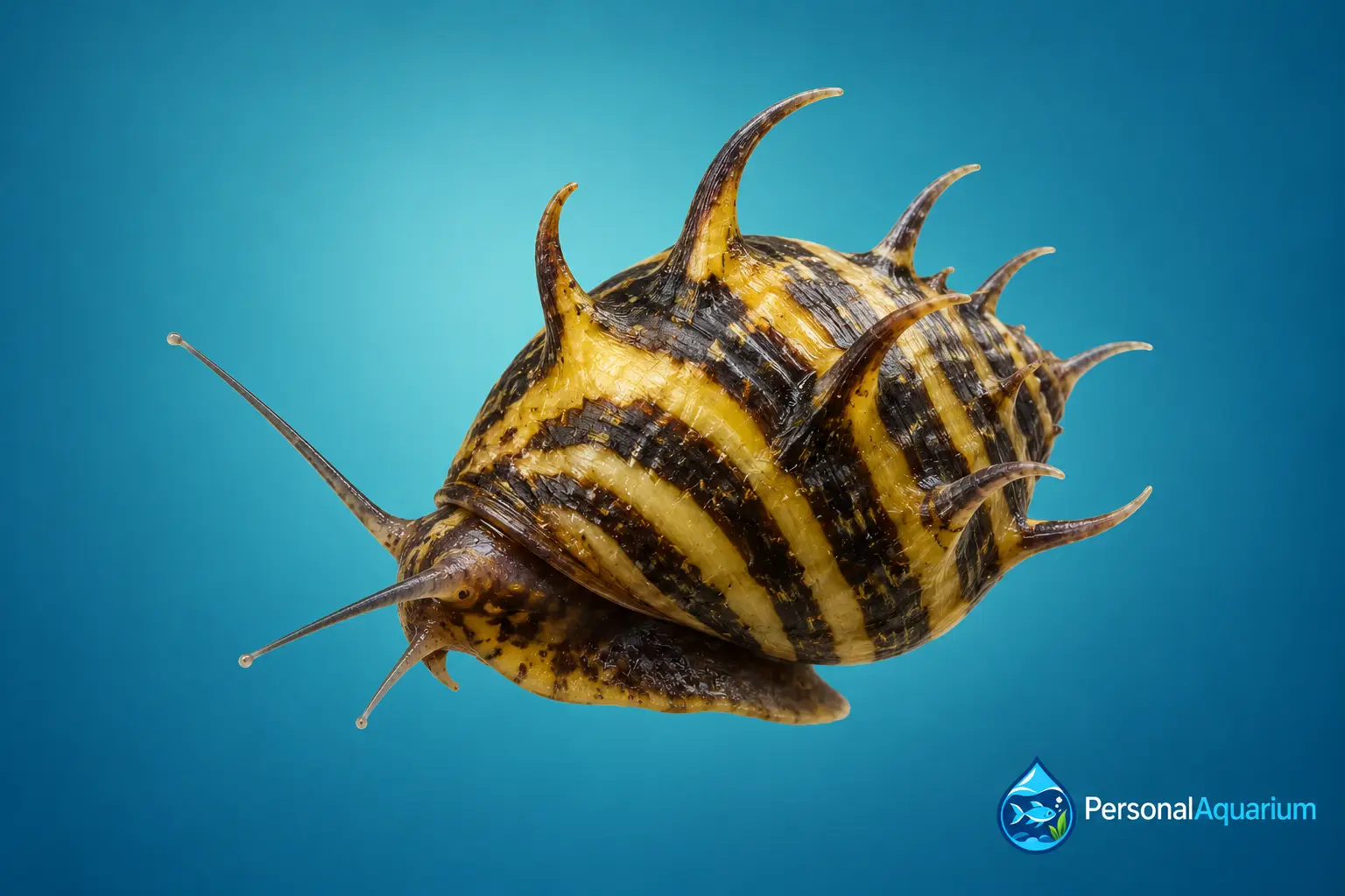 Caracol cuerno