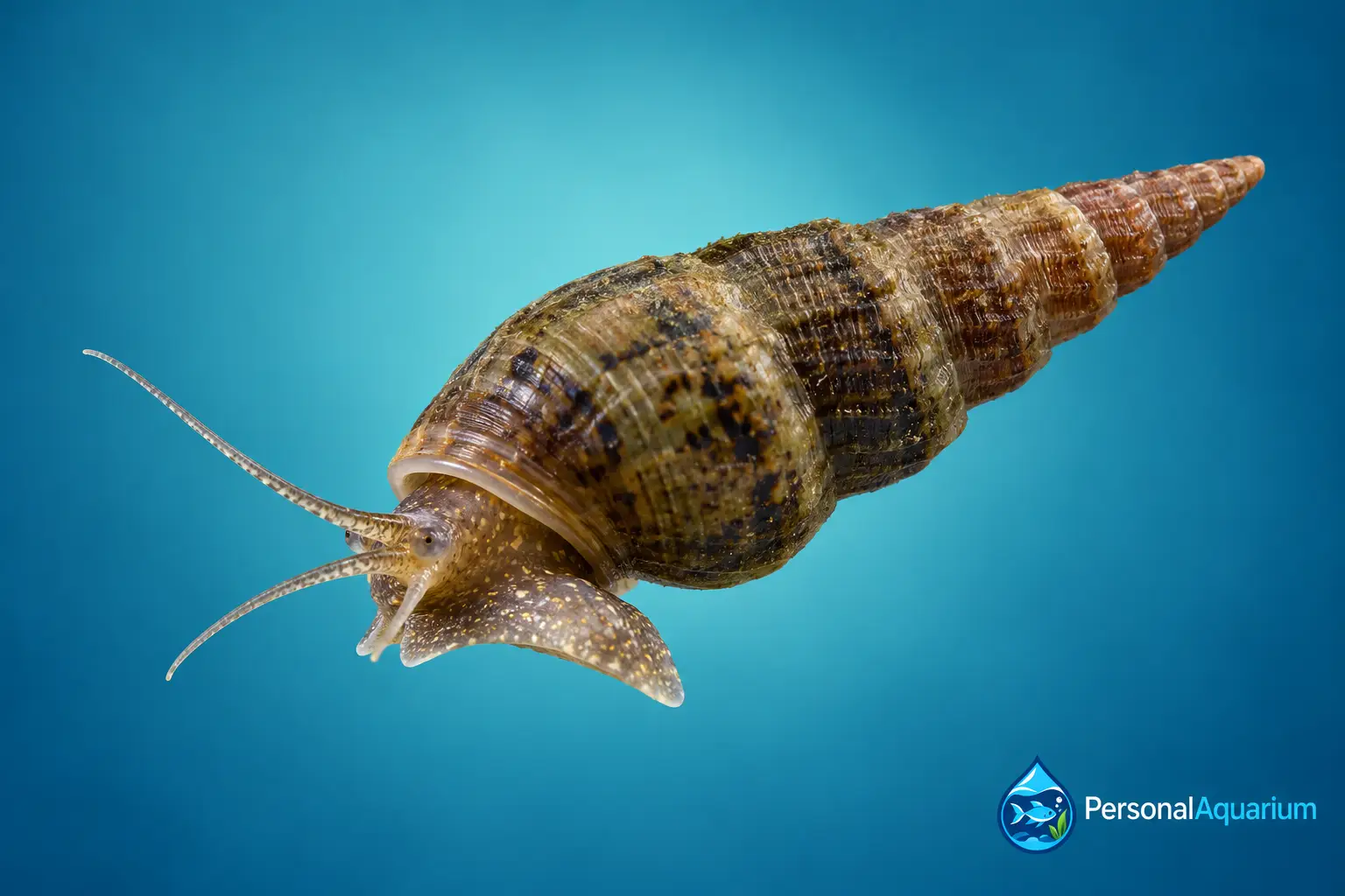 Melanoides