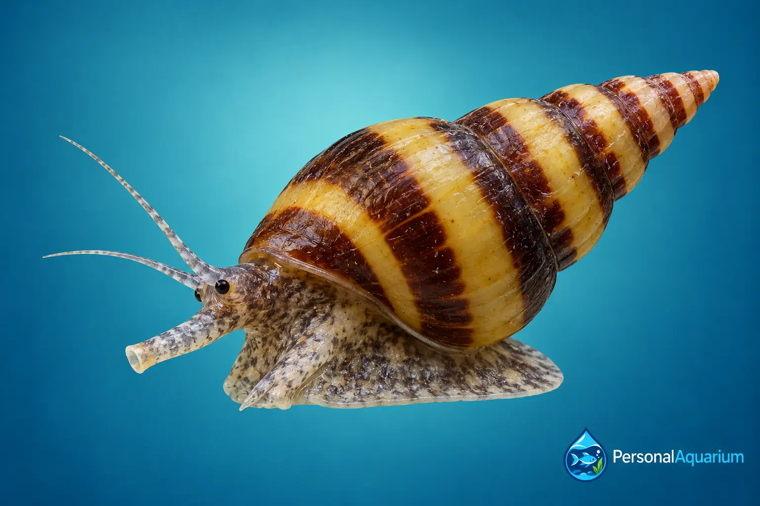 Caracol asesino