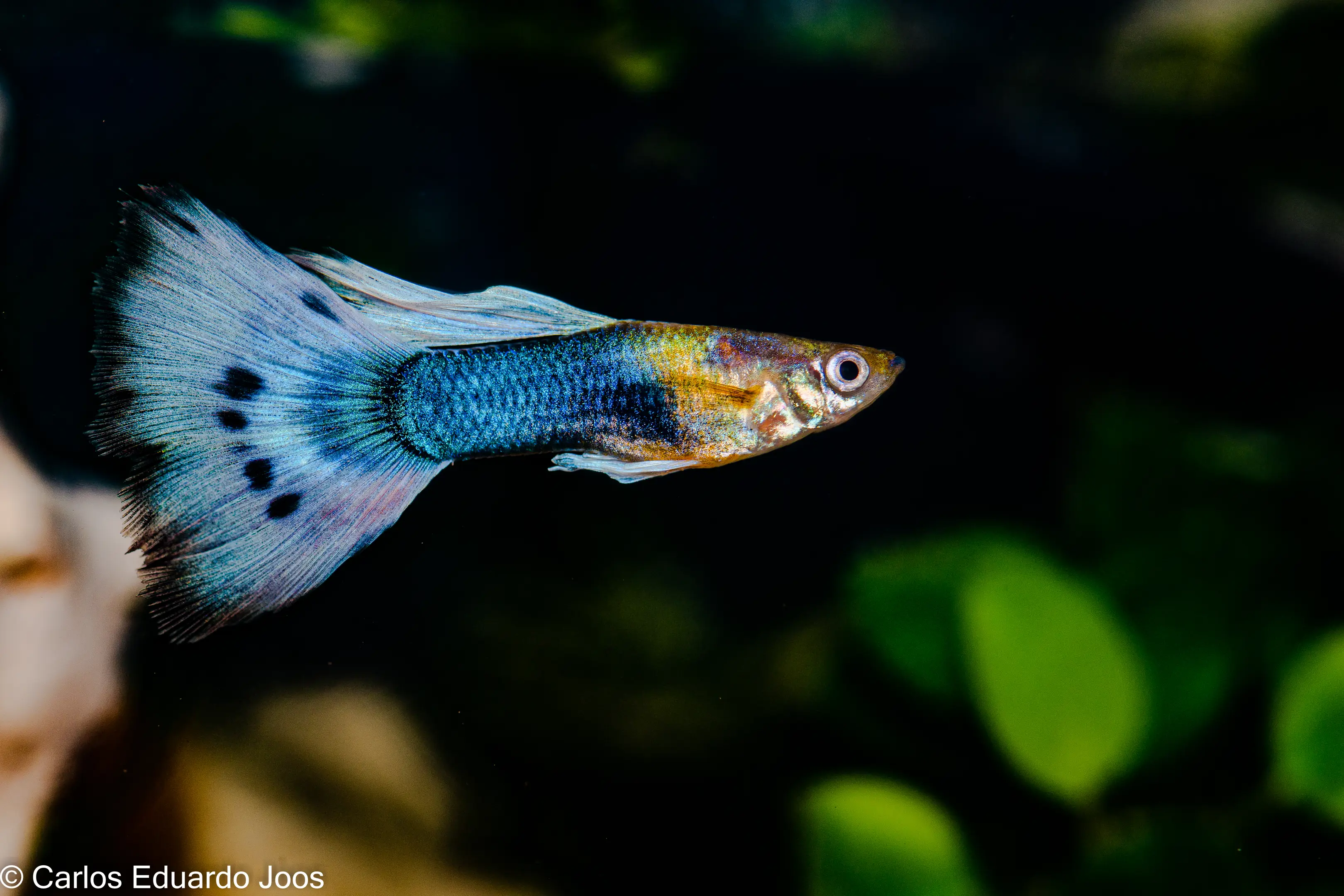 The guppy