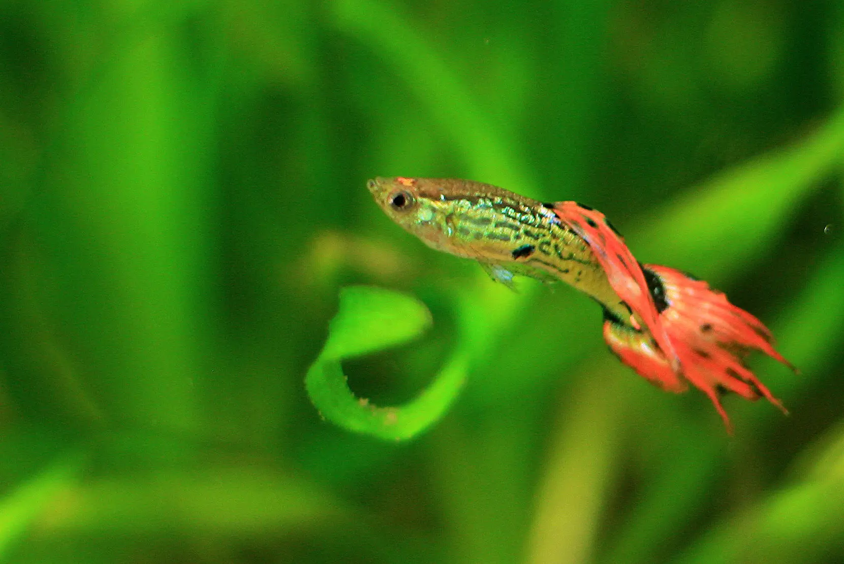 Male guppy