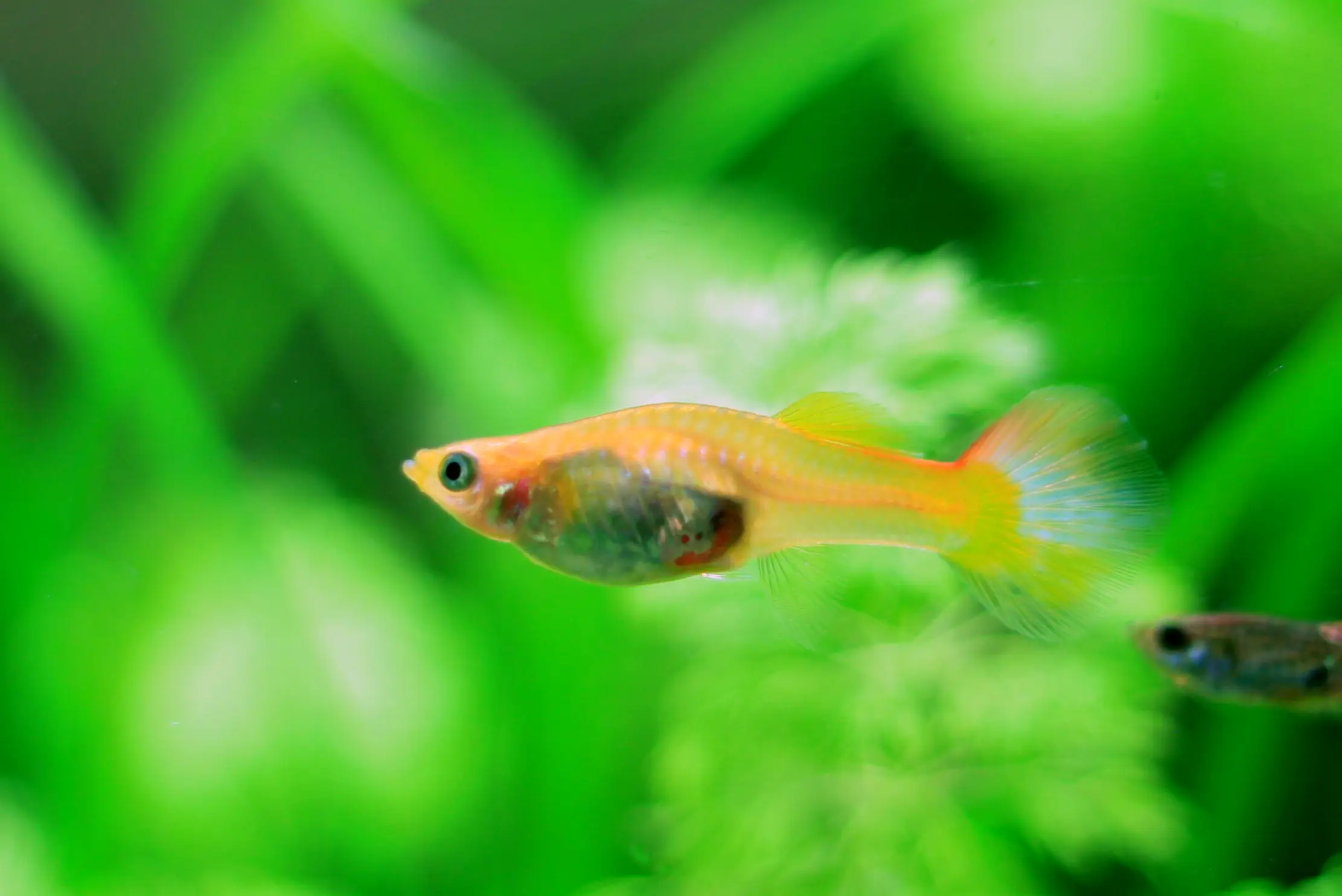 Female guppy