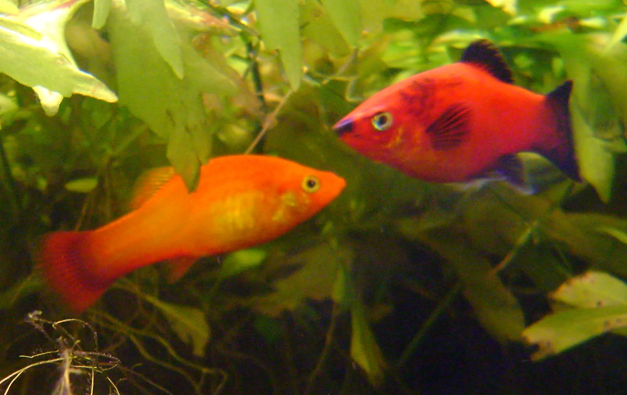 Two Xiphophorus maculatus in aquarium Two Xiphophorus maculatus in aquarium