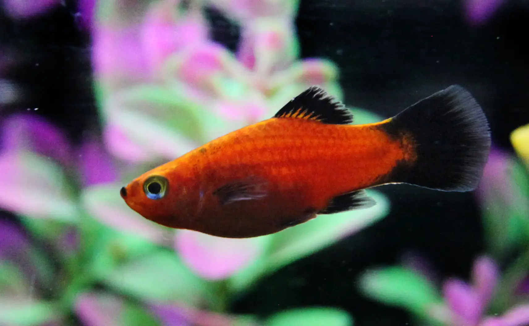 Red wag platy