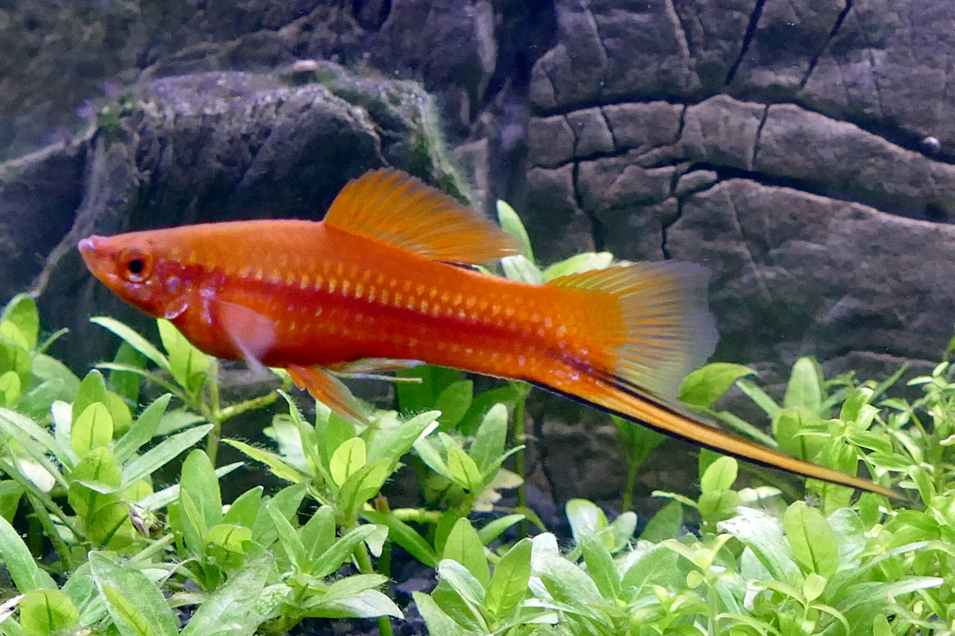 Xiphophorus hellerii red male