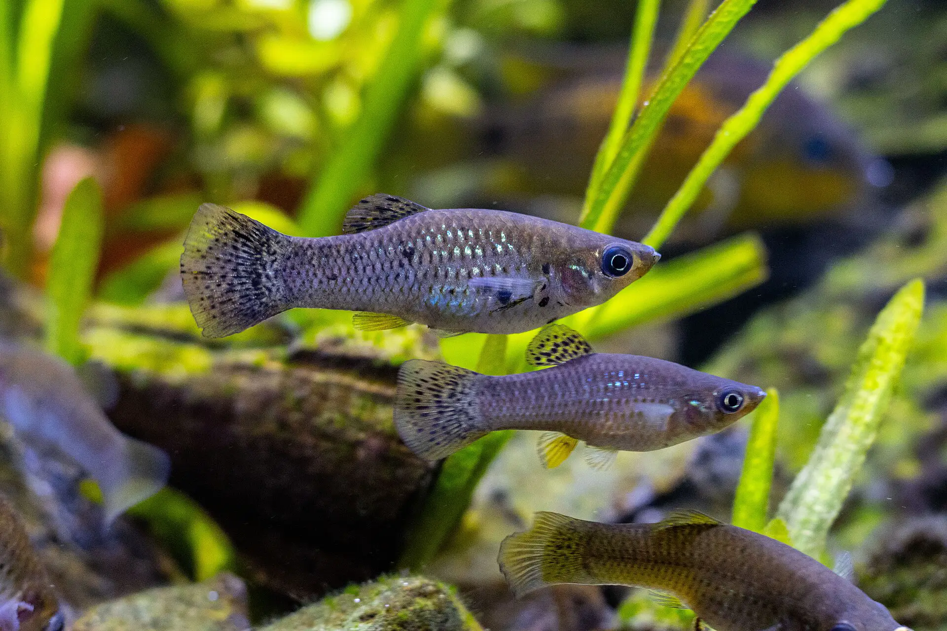 Poecilia sphenops wild form
