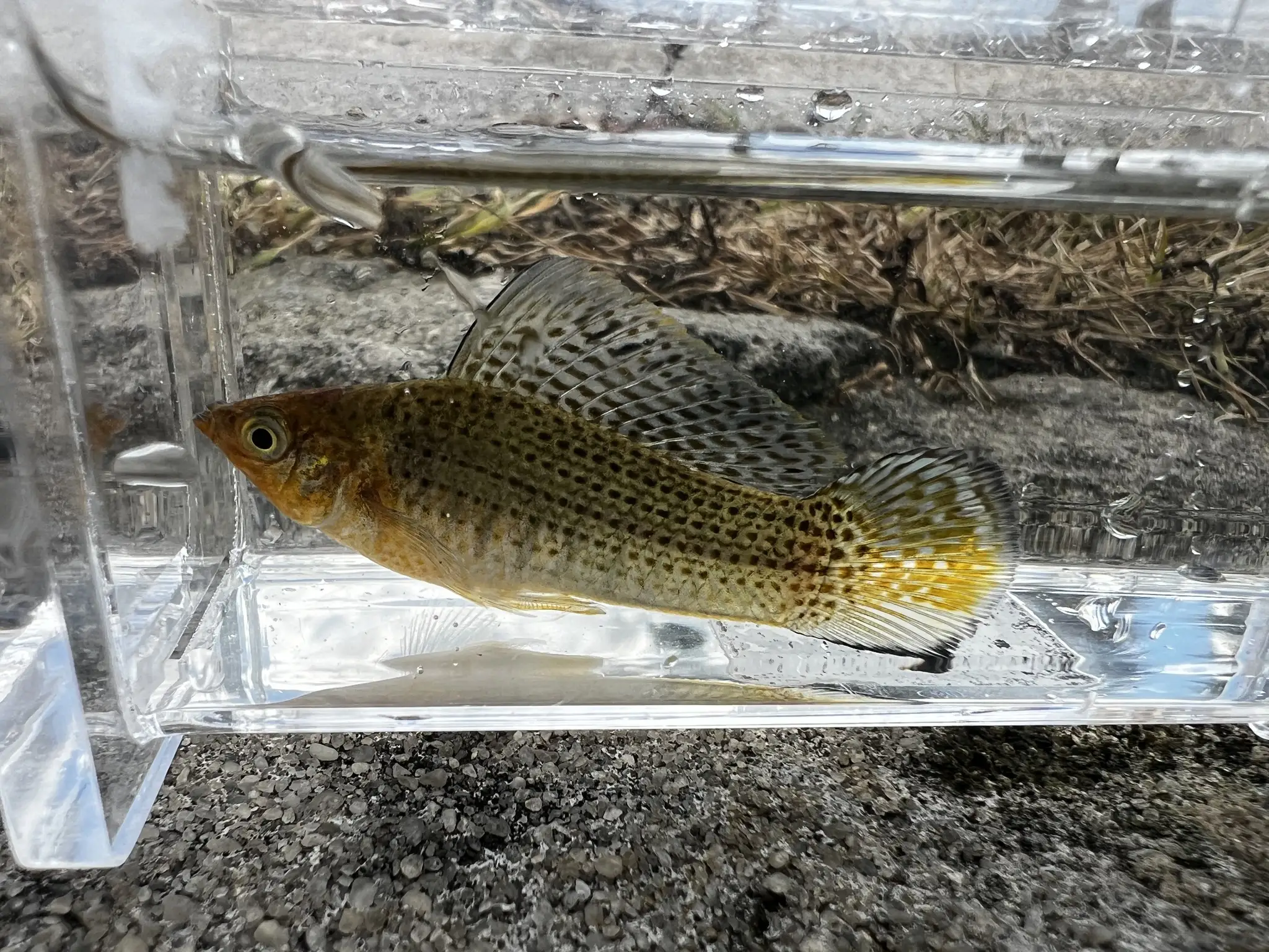 Poecilia latipinna