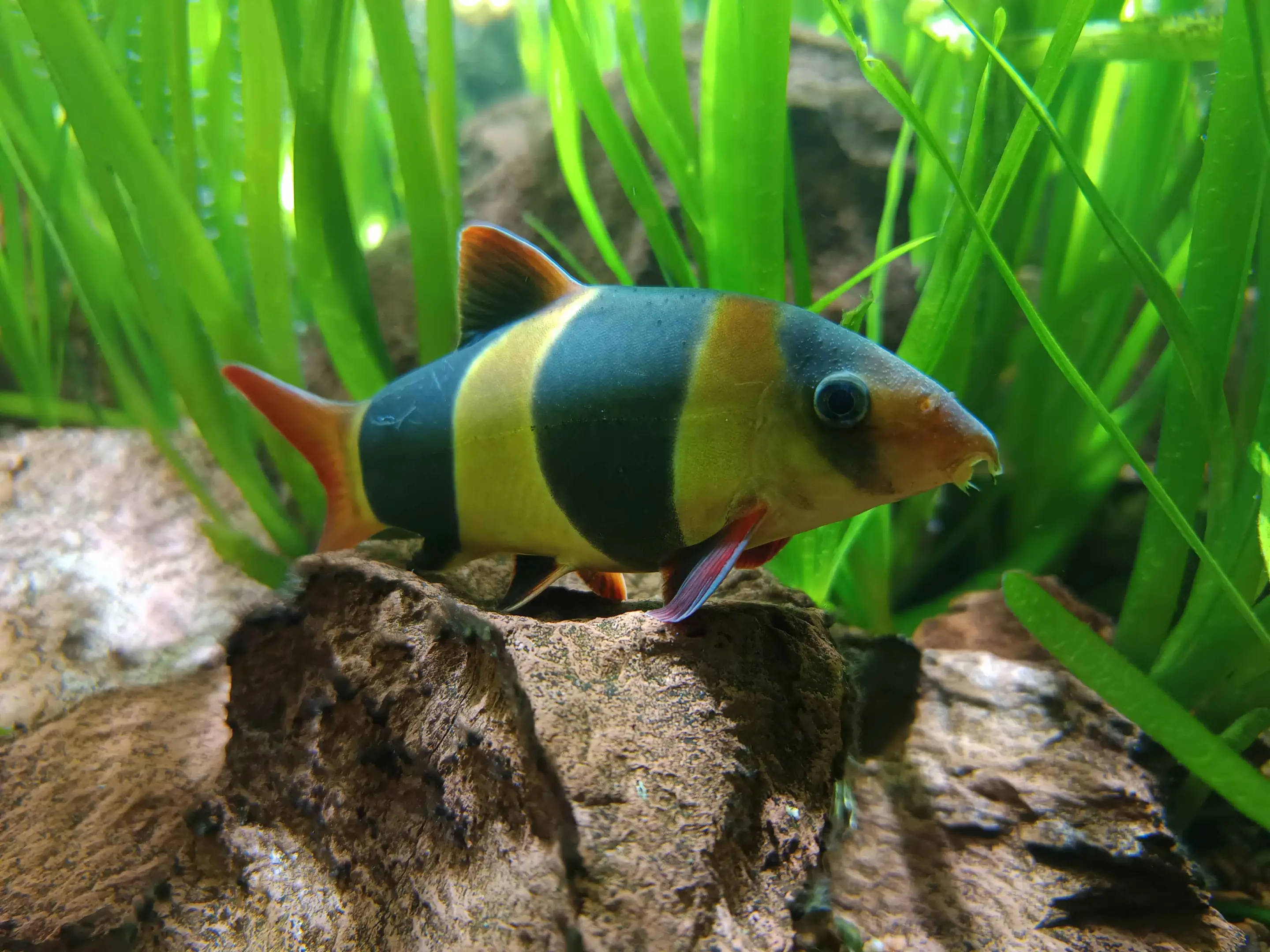 Chromobotia macracanthus Aquarium Nancy