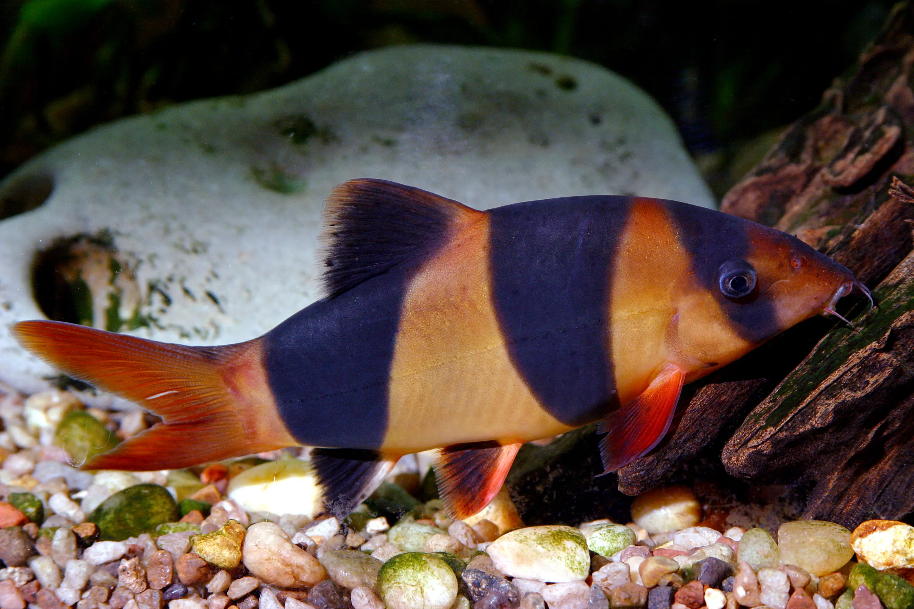 Chromobotia macracanthus