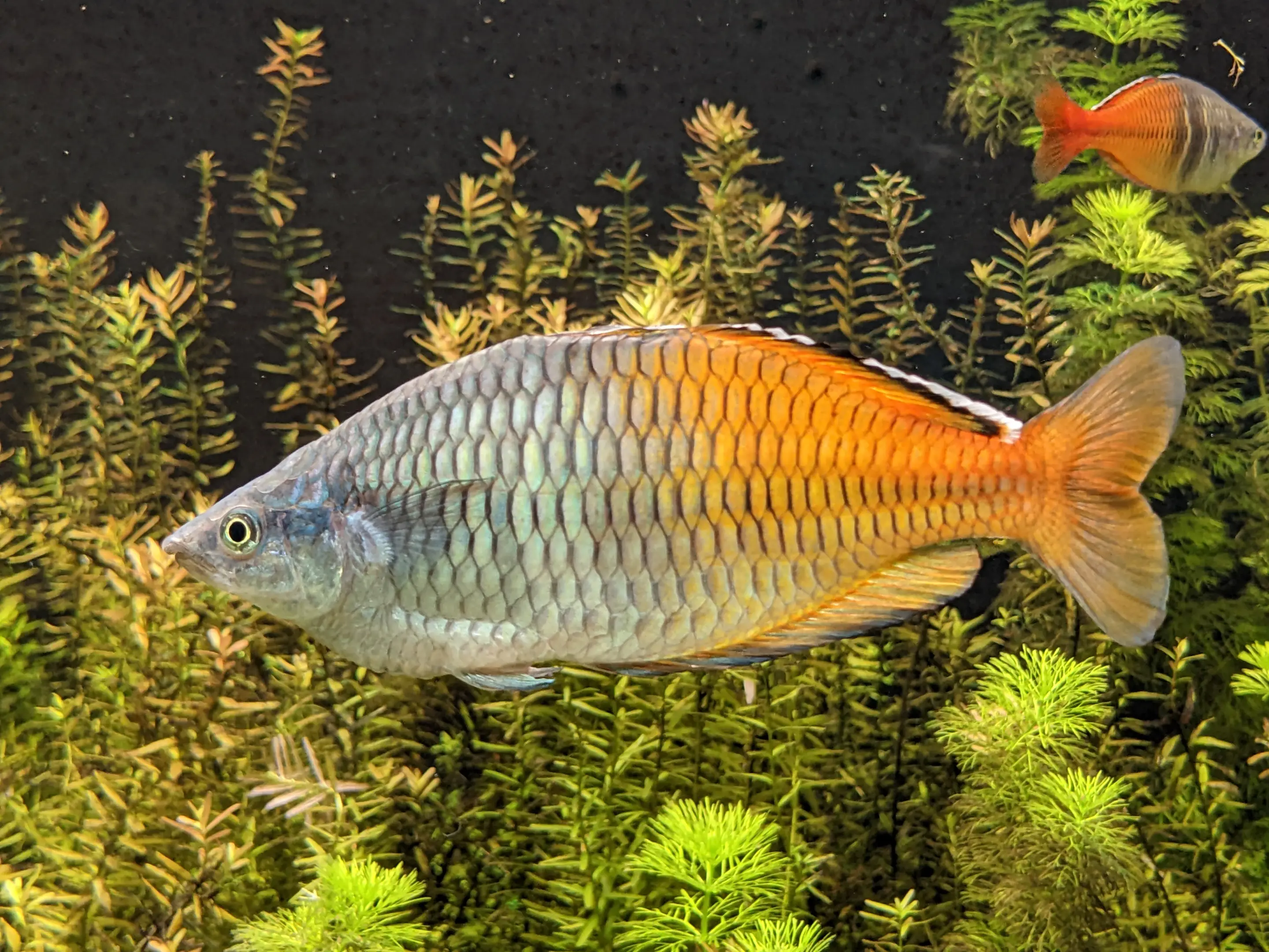 Melanotaenia boesemani in Ouwehands Dierenpark