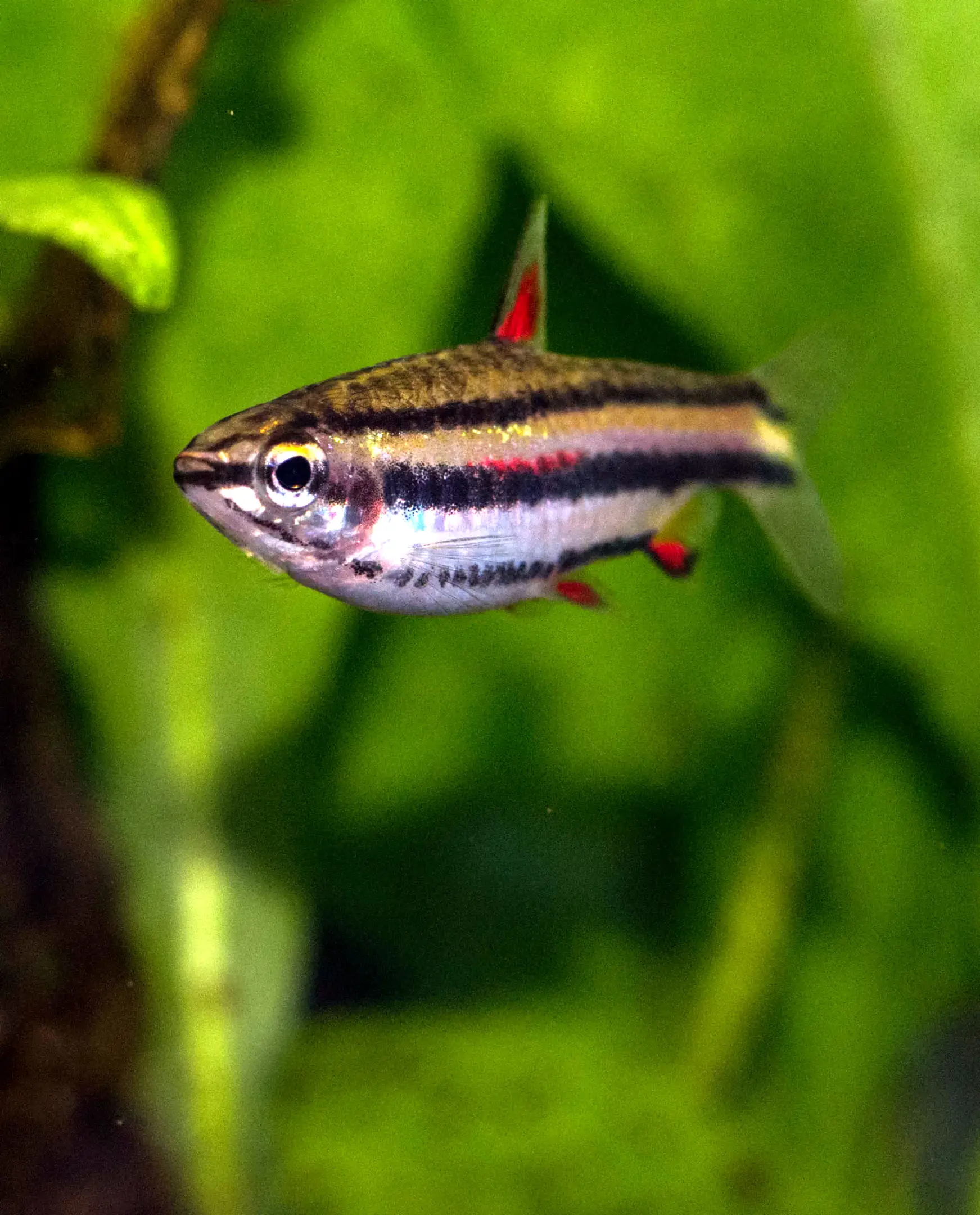 Nannostomus marginatus-adultes Weibchen