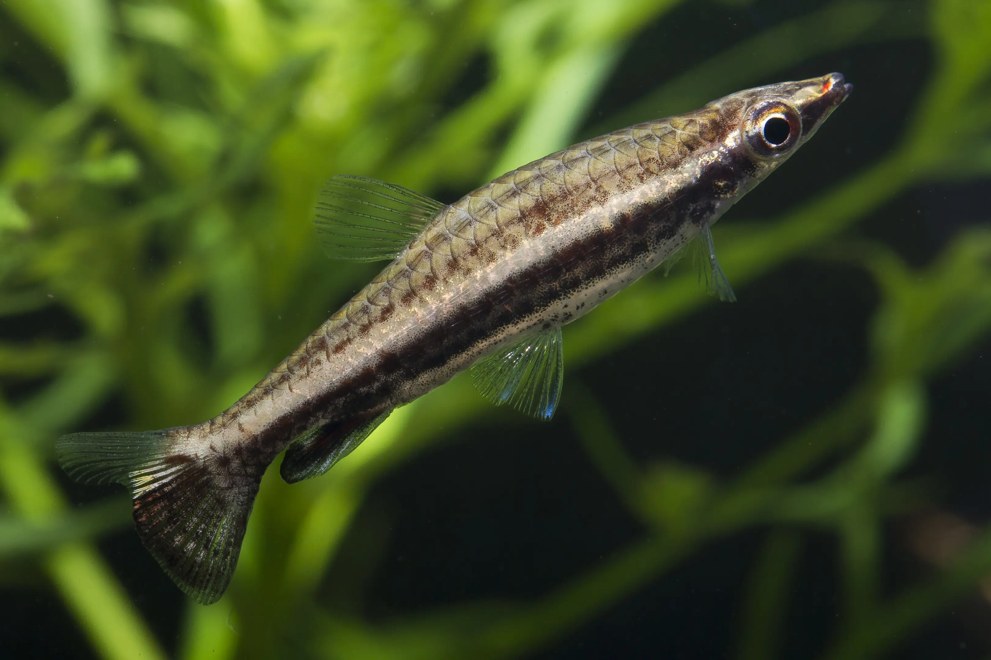 Nannostomus eques