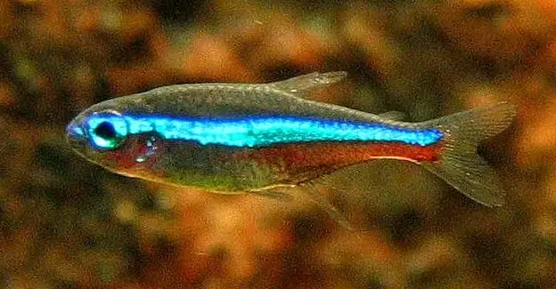 Paracheirodon simulans
