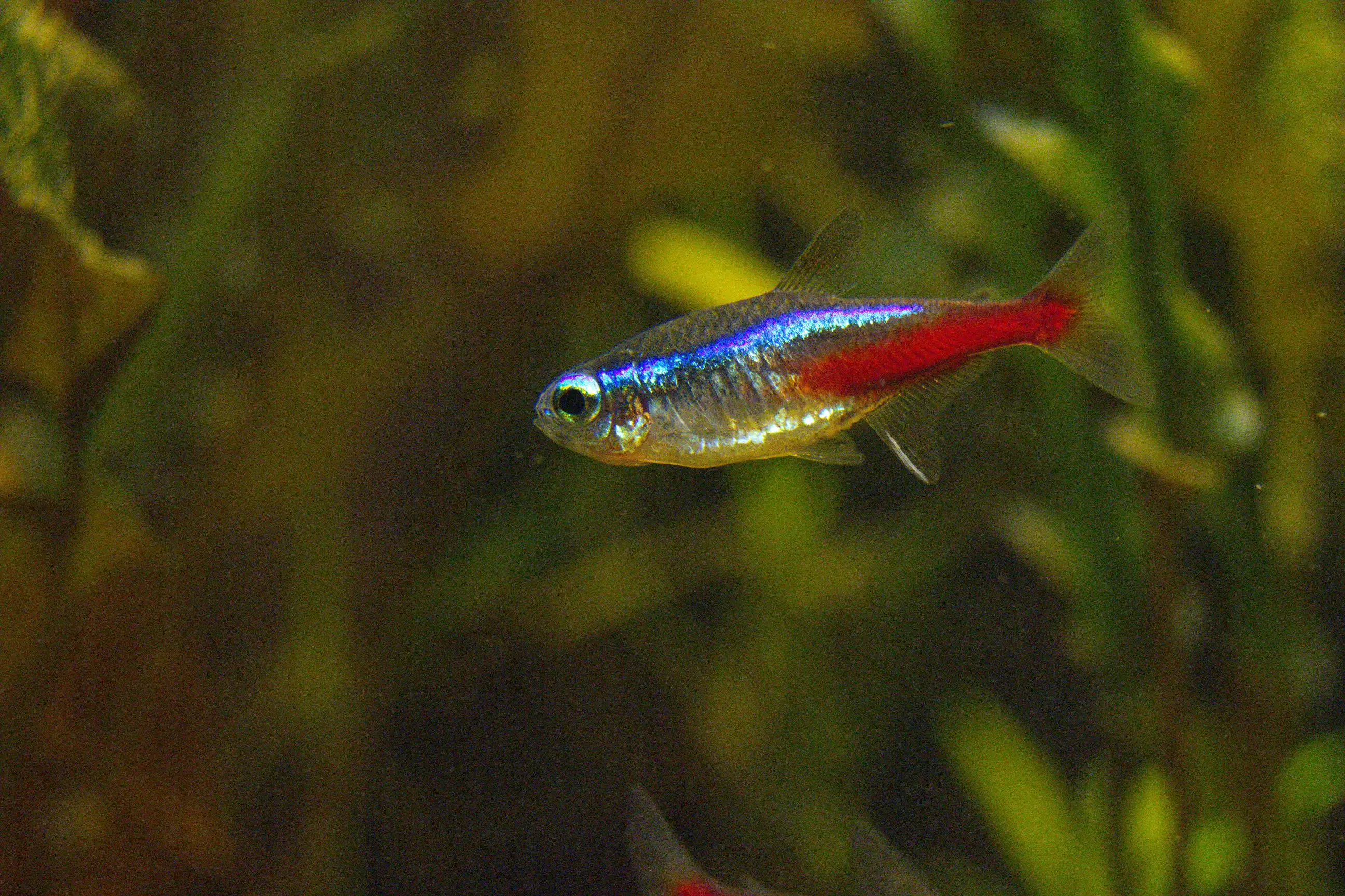 Paracheirodon innesi