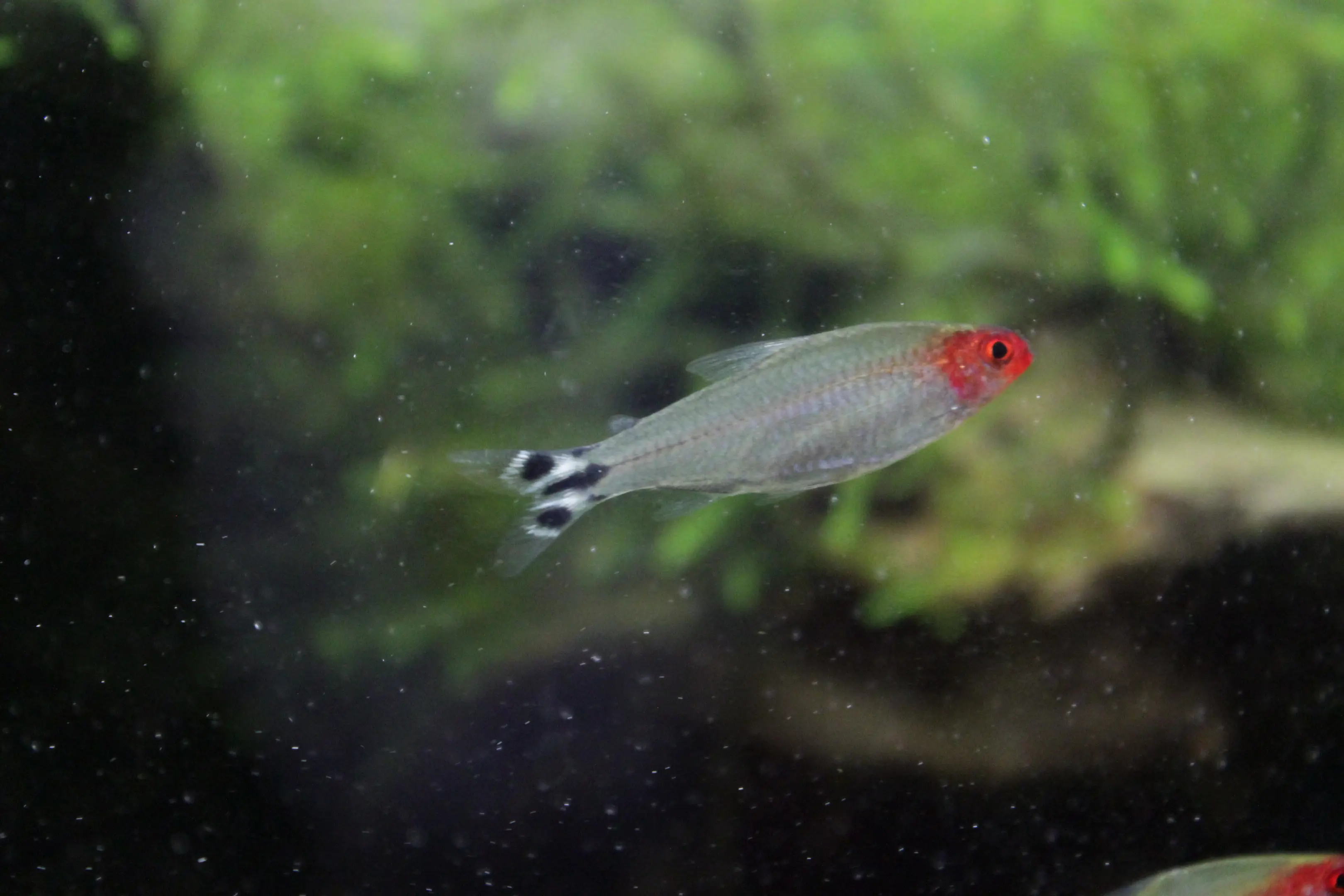 Hemigrammus Rhodostomus
