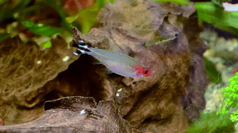 Petitella rhodostomus