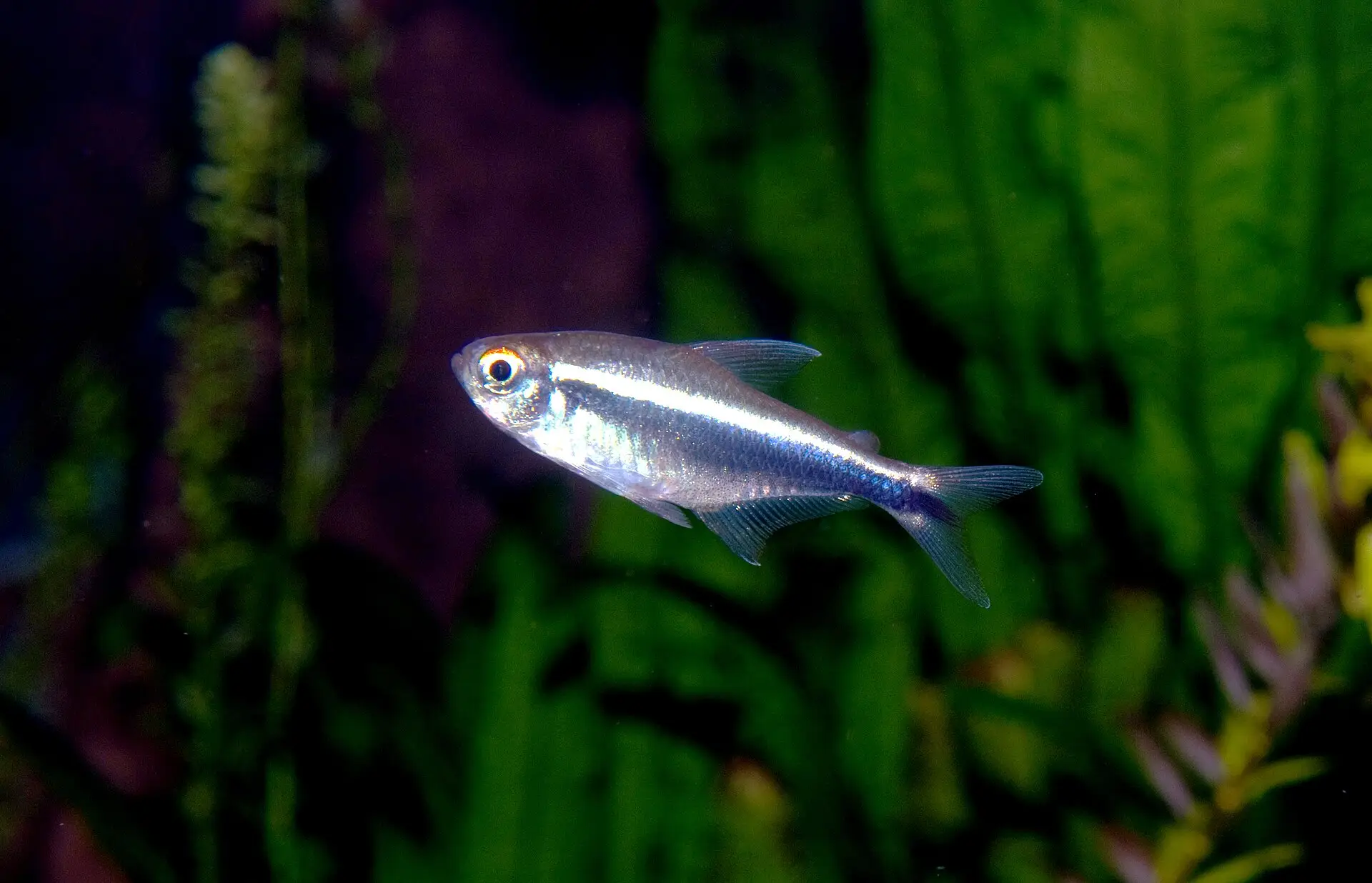 black neon tetra