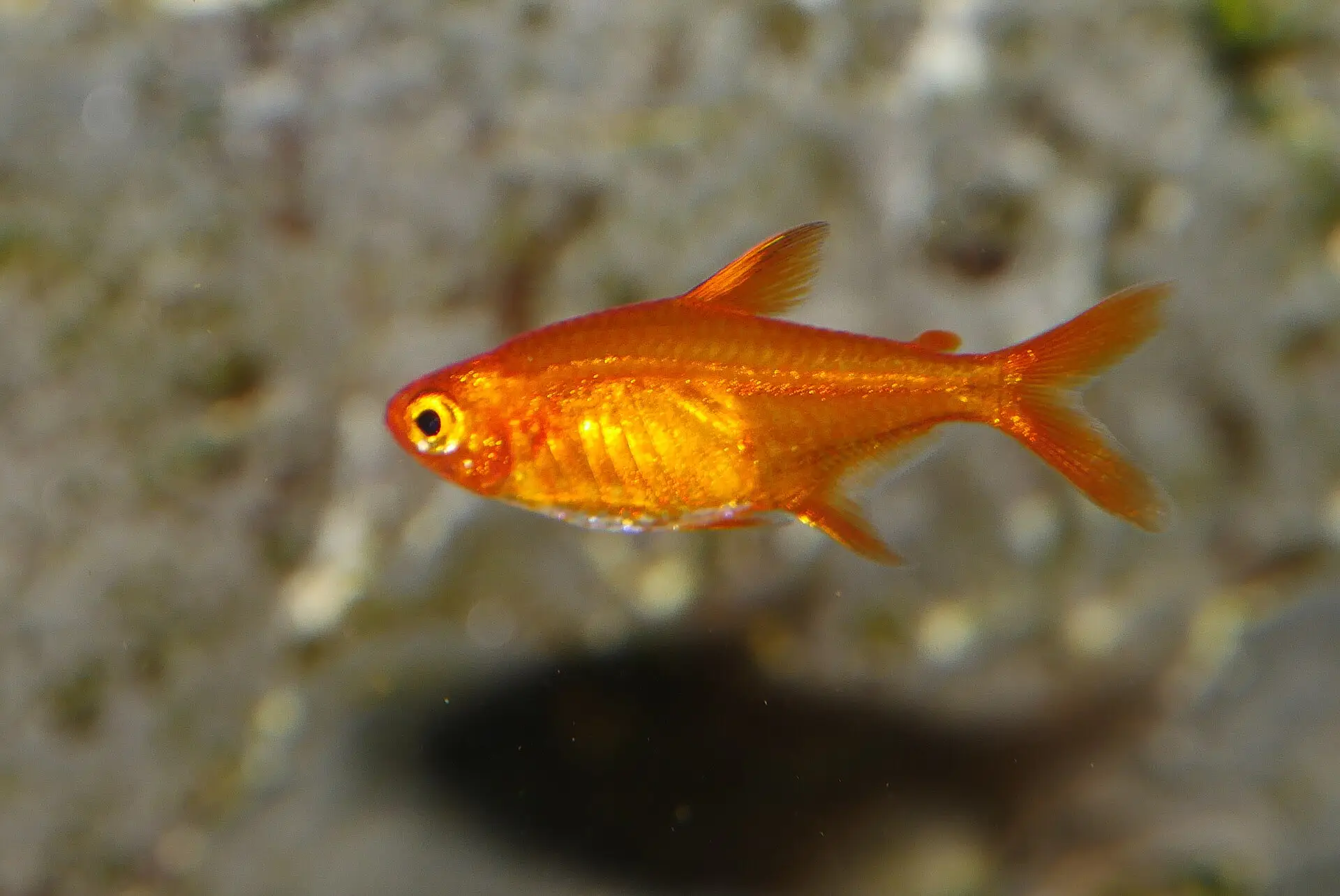 Tetra ember