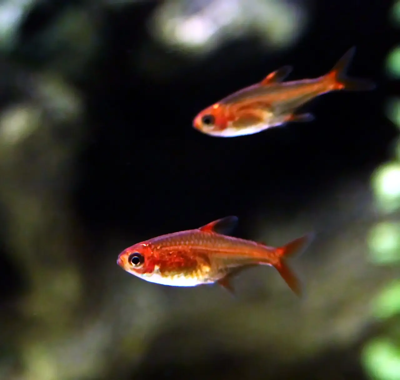 Tetra ember