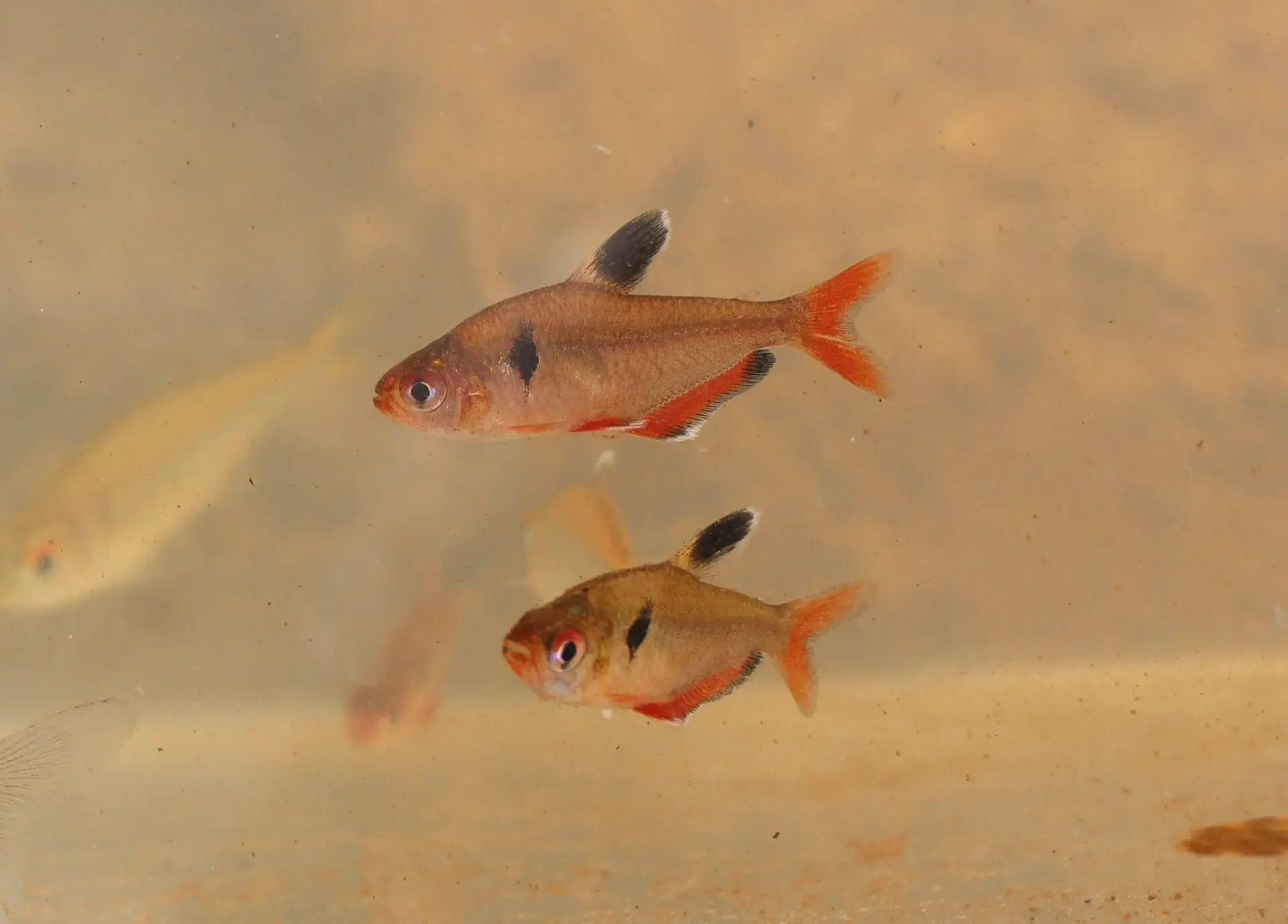 Hyphessobrycon eques