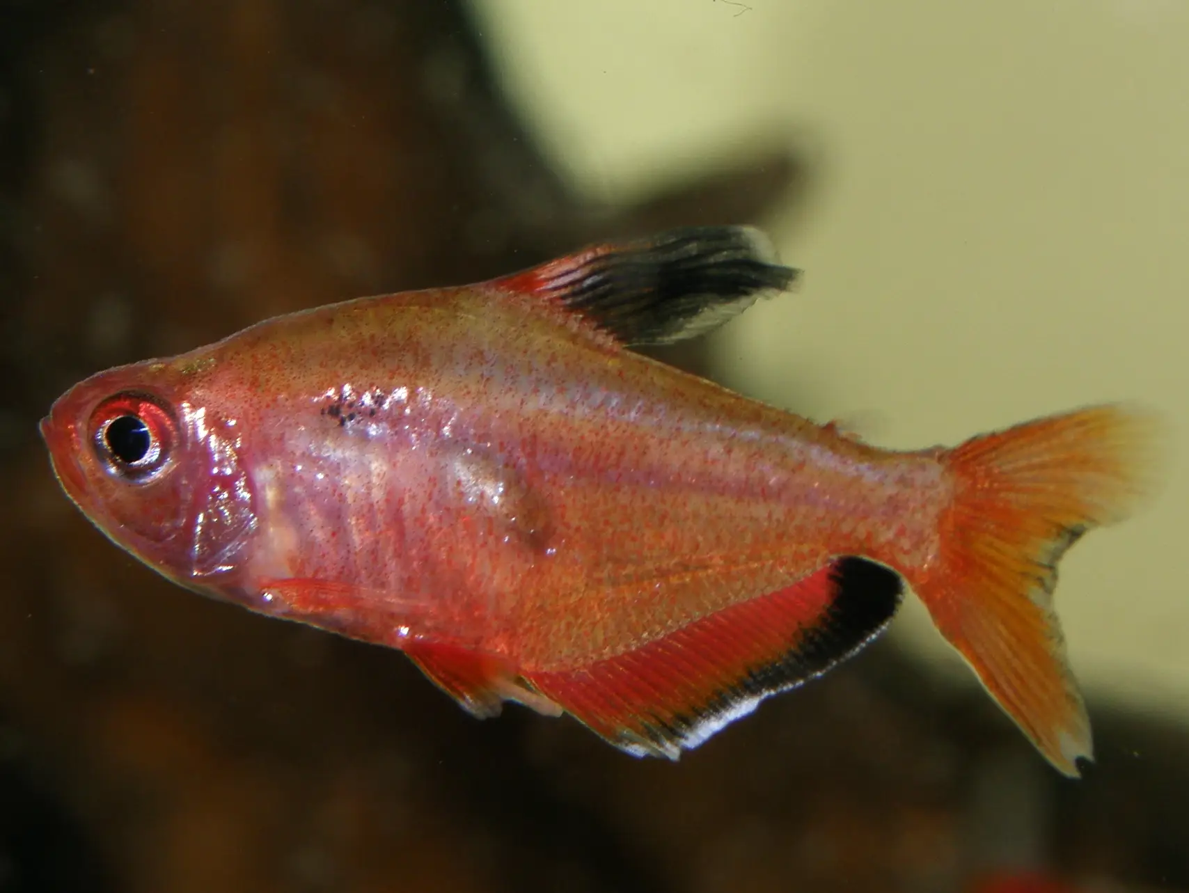 Hyphessobrycon serpae - Serpae Tetra