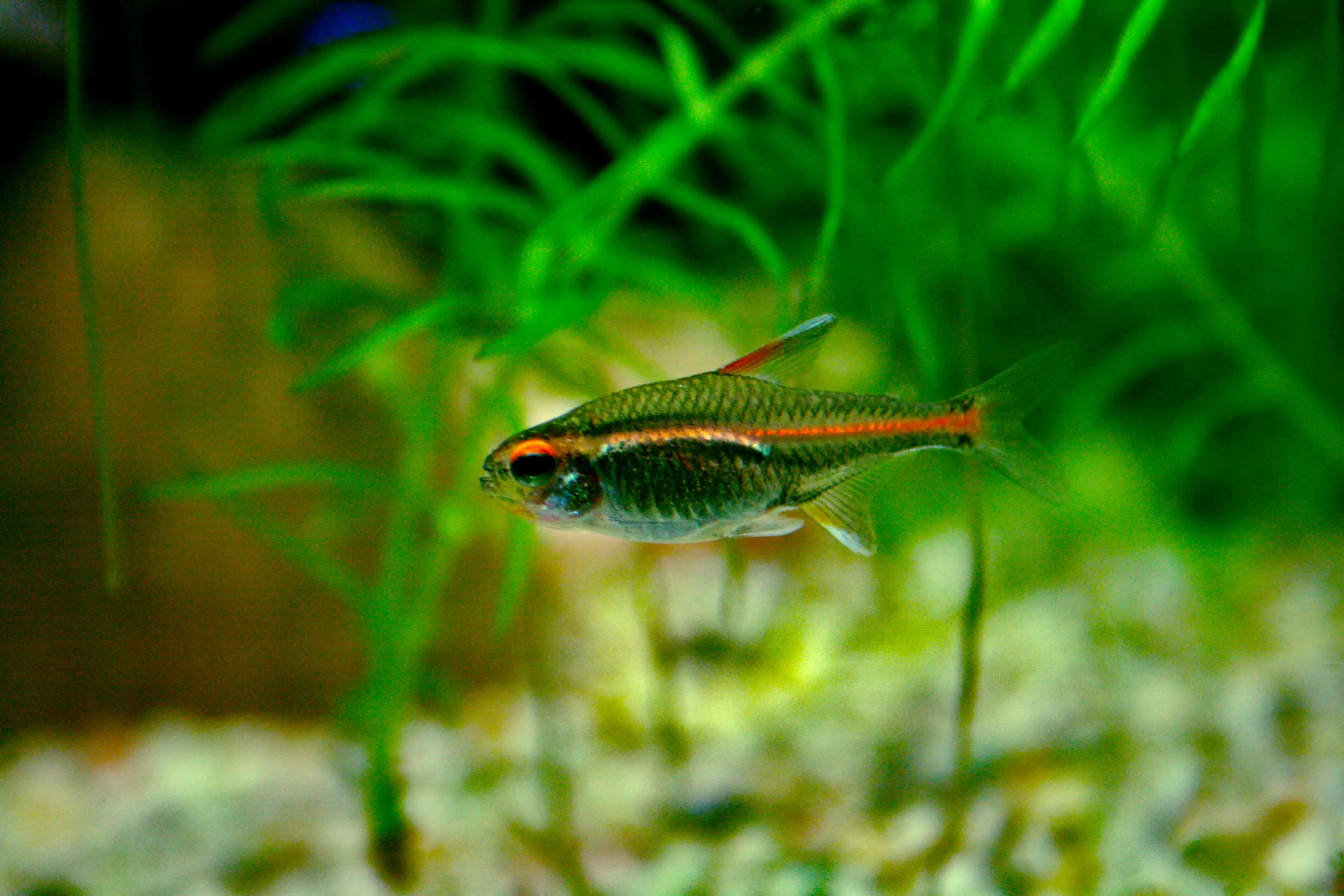 Hemigrammus erythrozonus