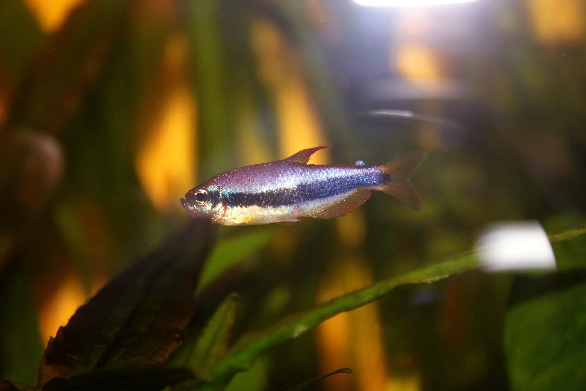 Inpaichtys kerri