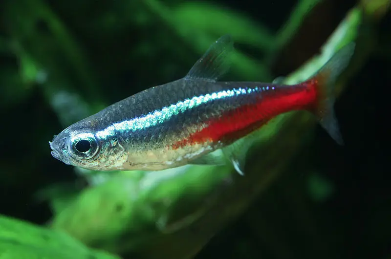 Neonsalmler Paracheirodon innesi