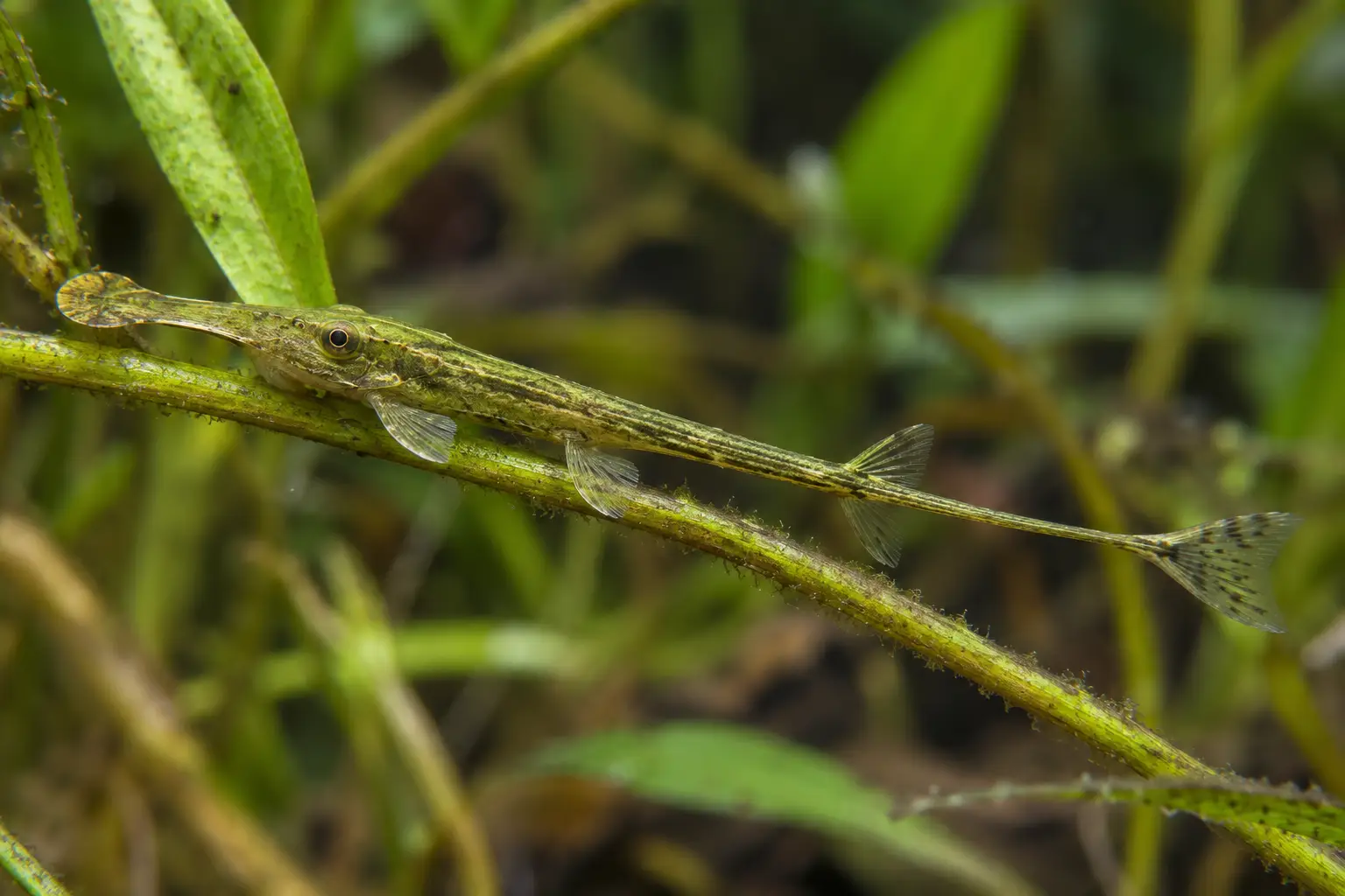 Acestridium dichromum
