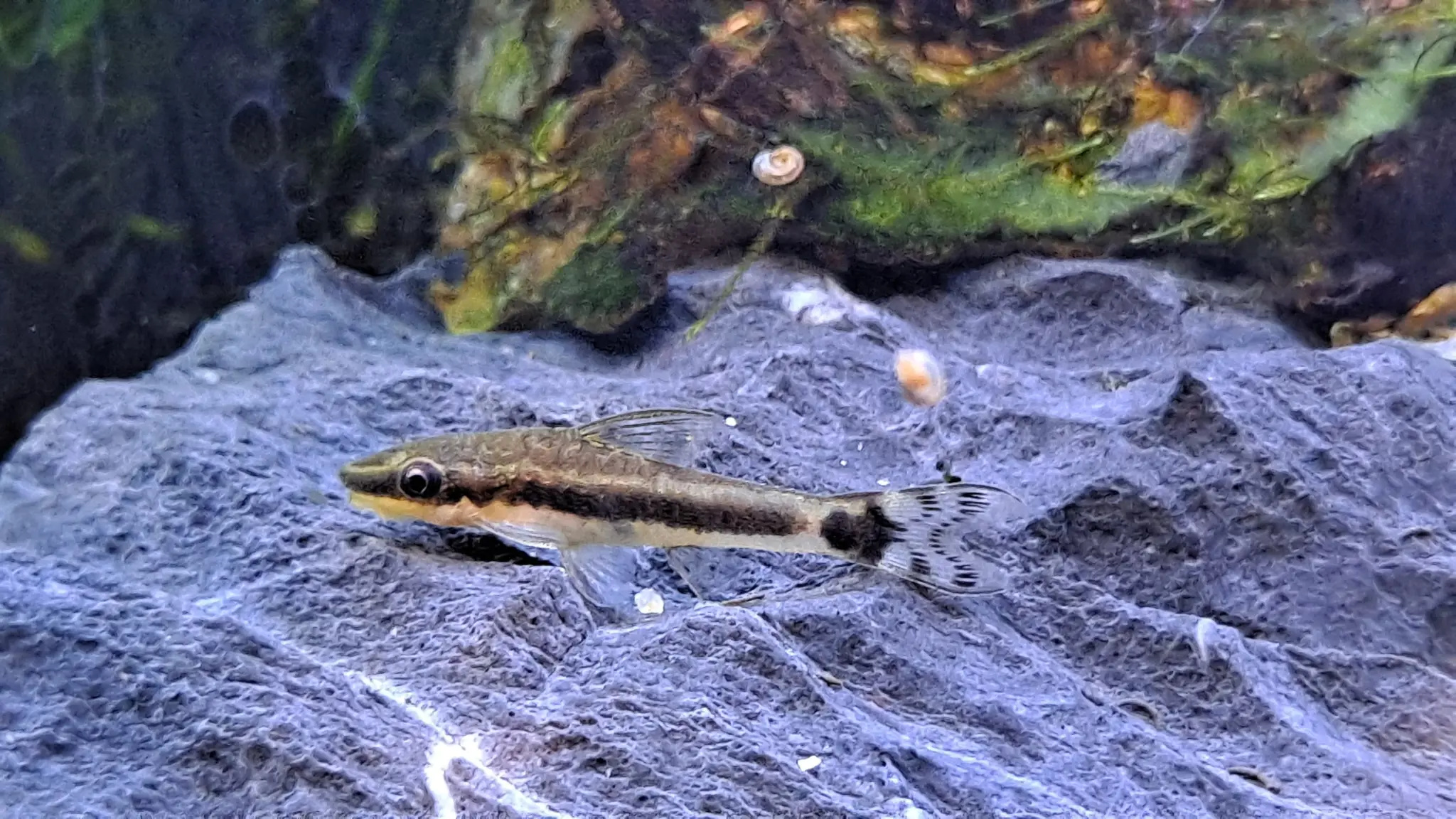 Otocinclus