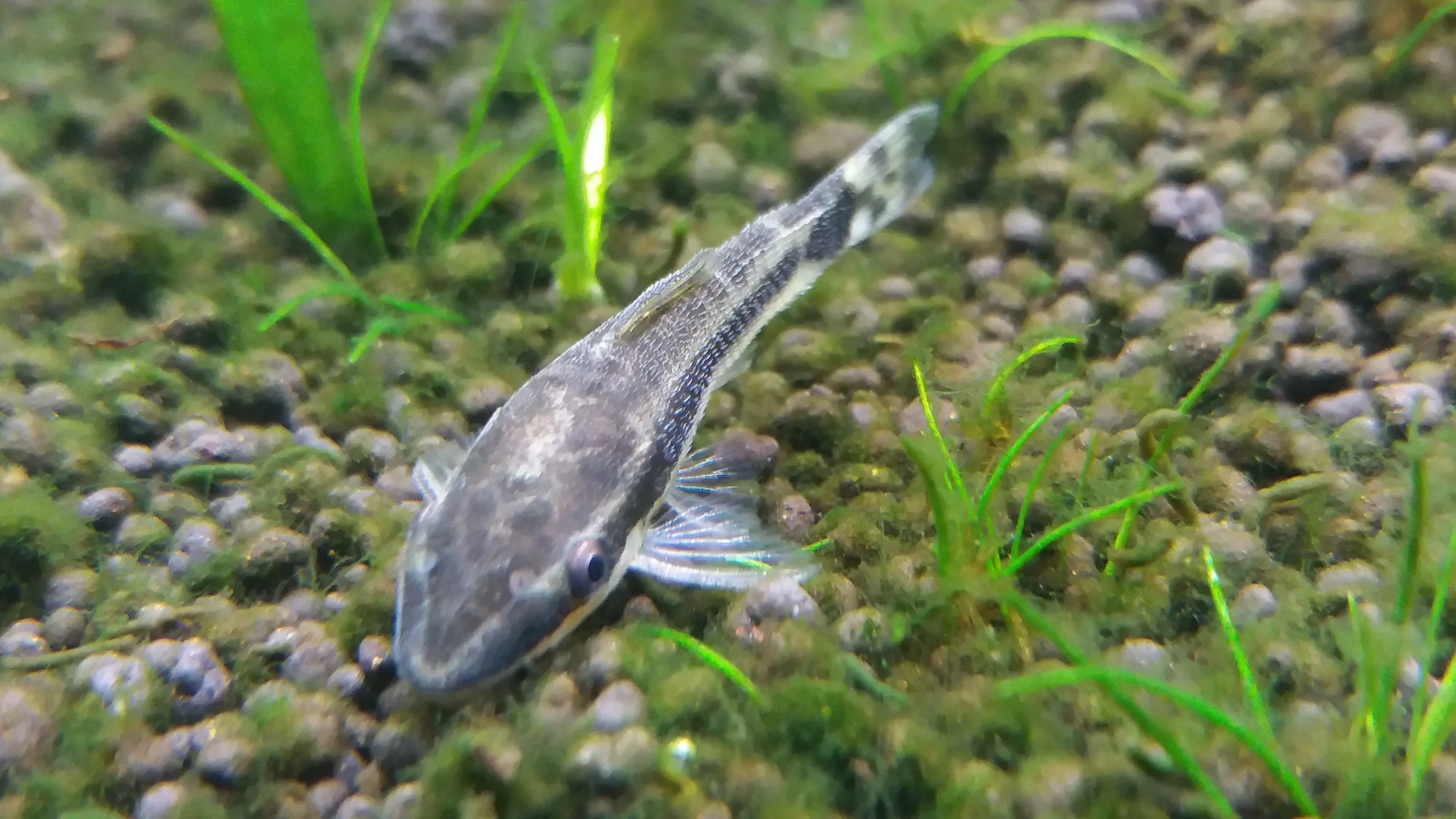 Otocinclus affinis
