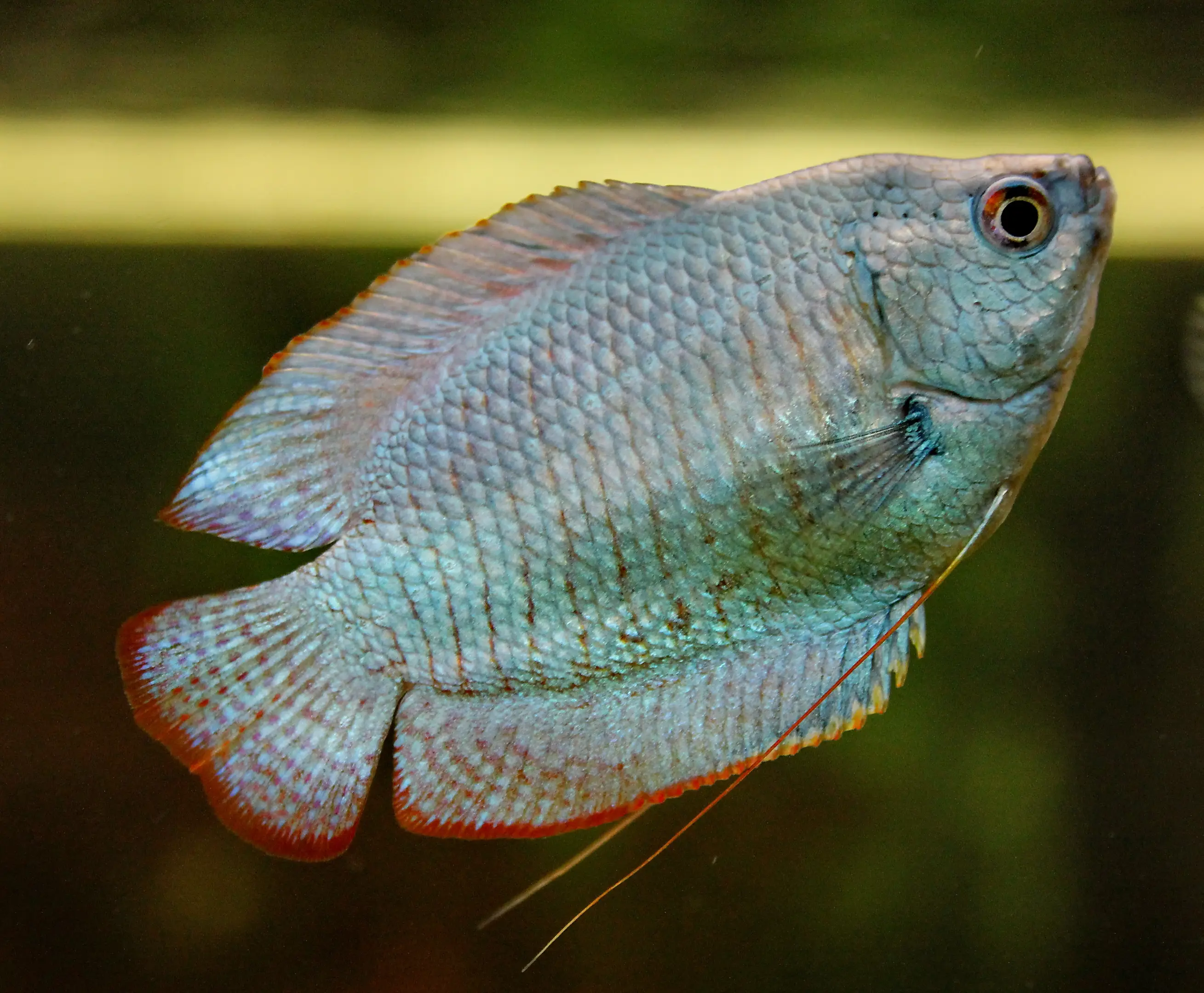 Colisa lalia blue