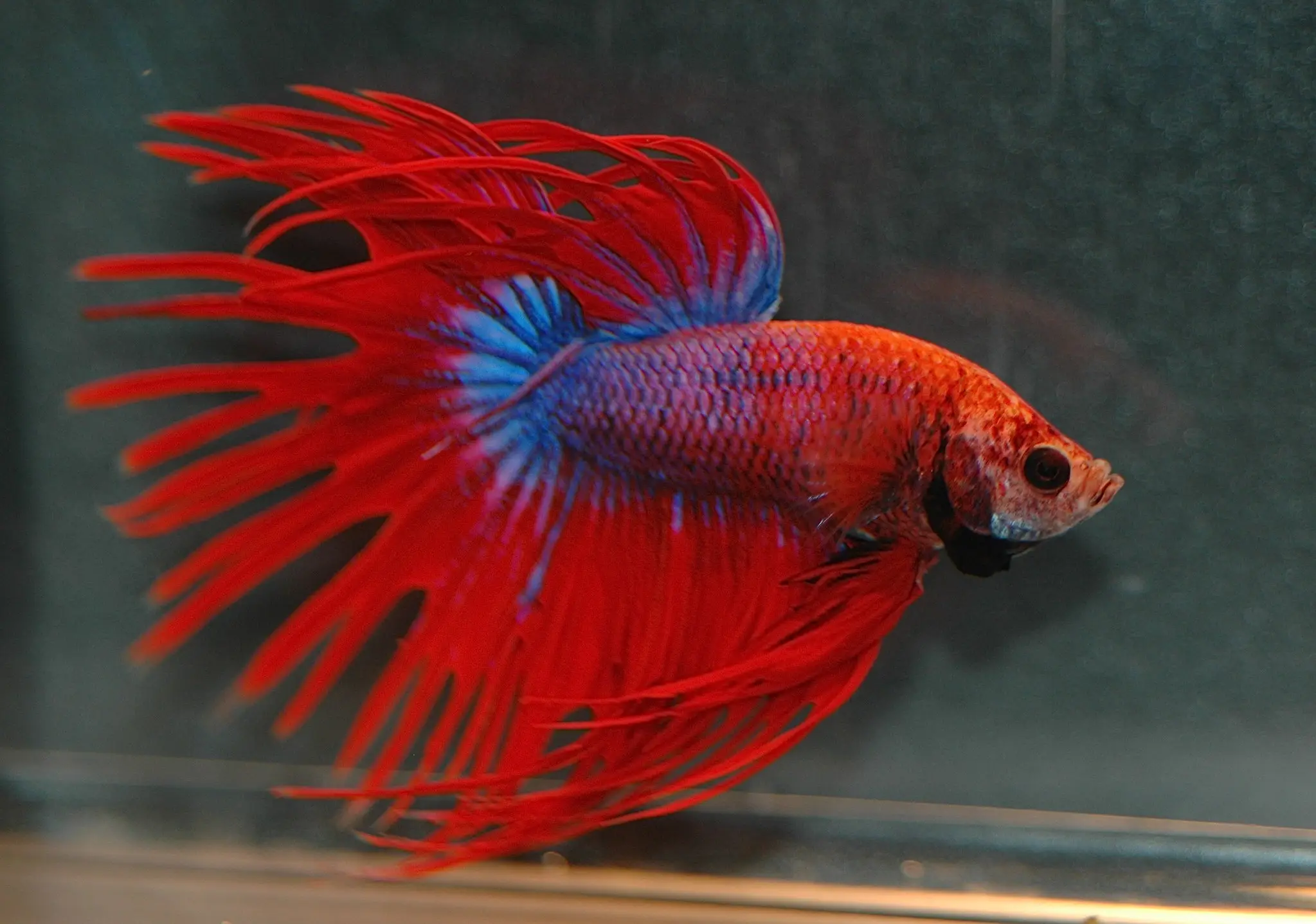 betta