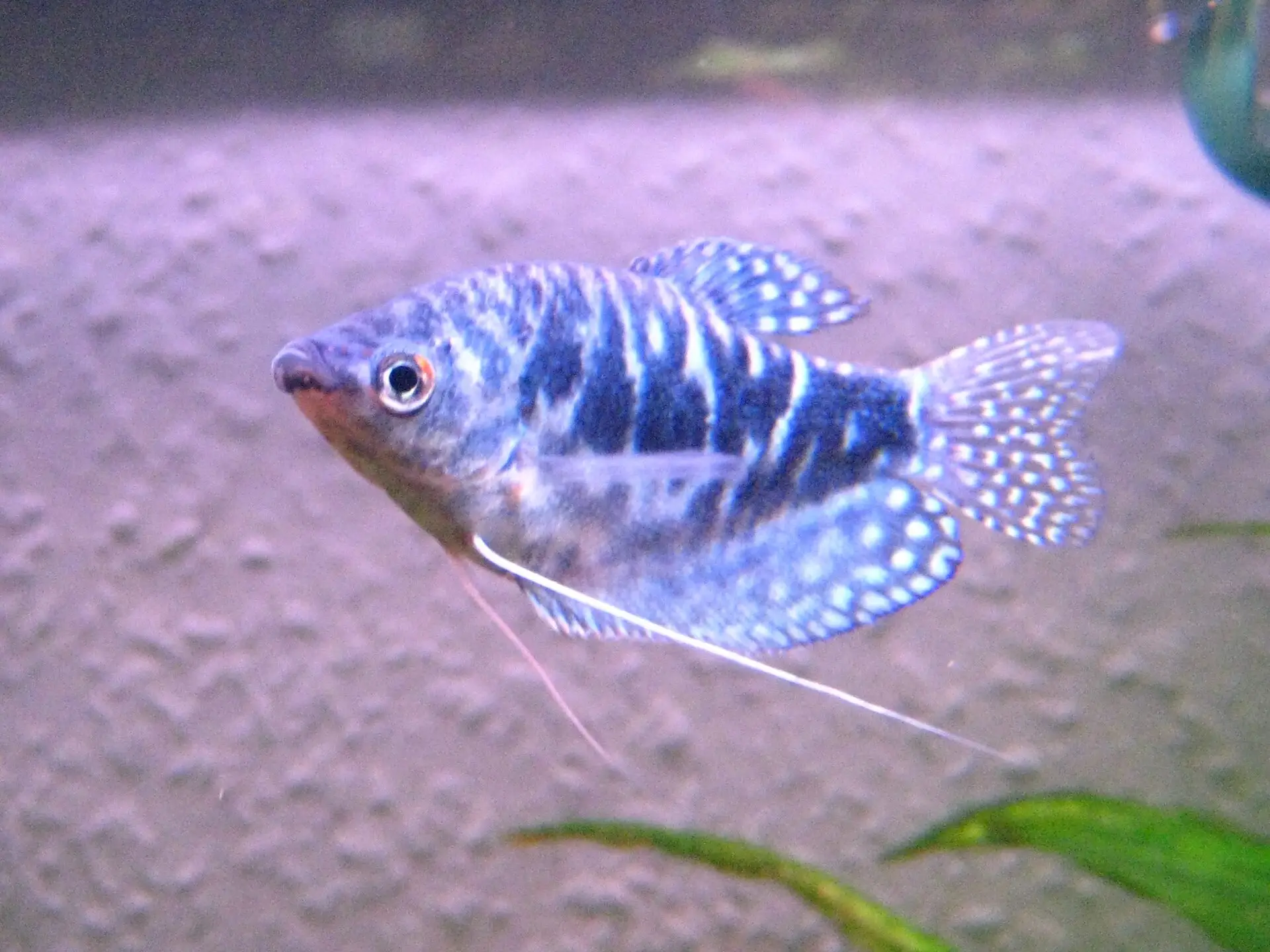 Fadenfisch blau männlich