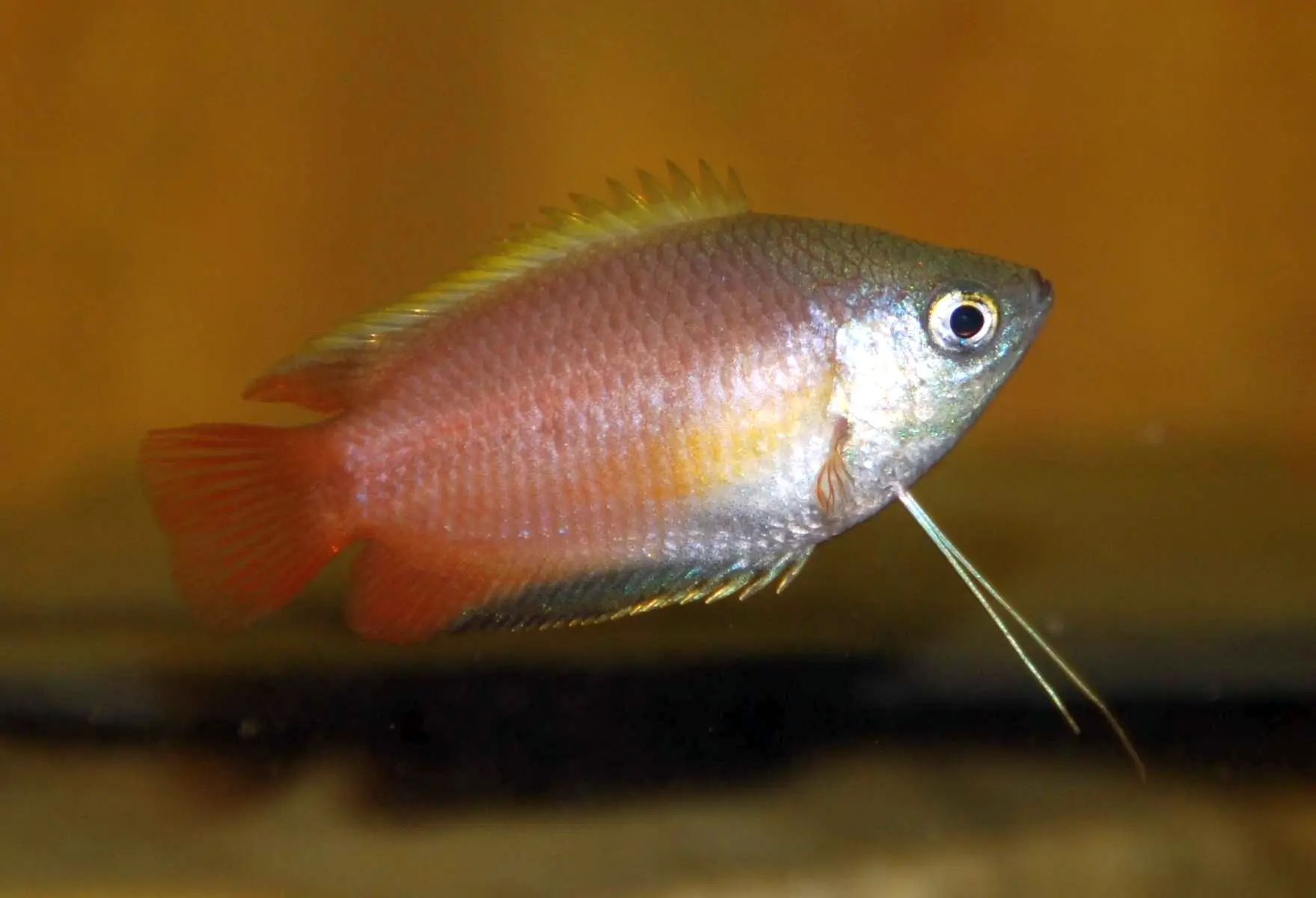Colisa chuna male