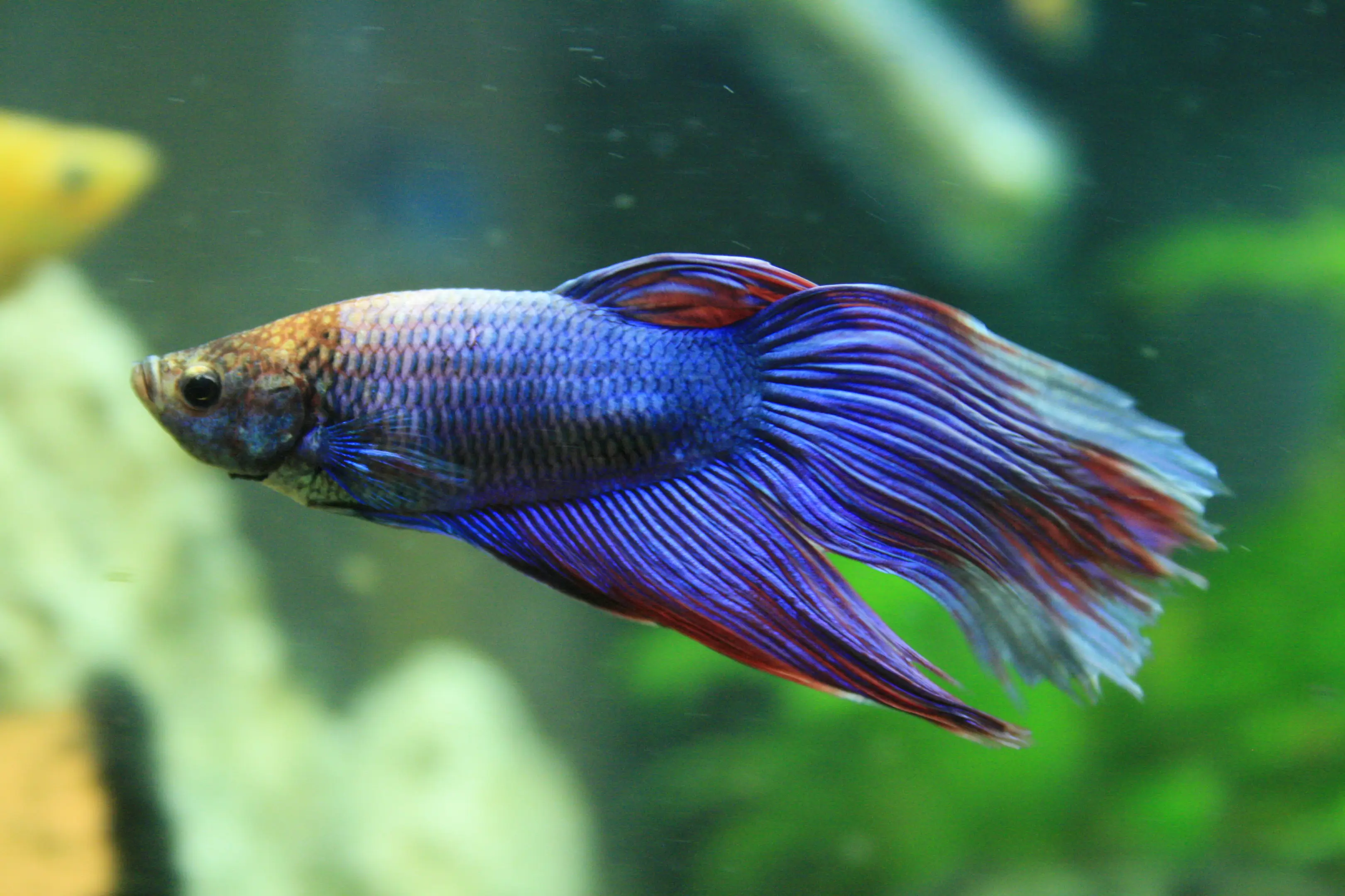 betta splendens