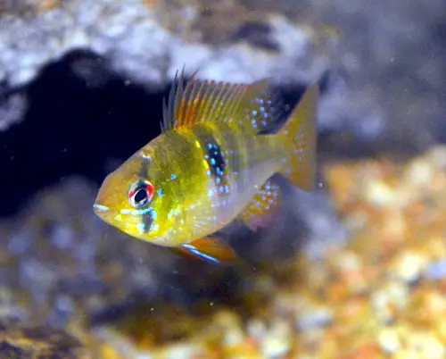 Mikrogeophagus ramirezi imported from Columbia