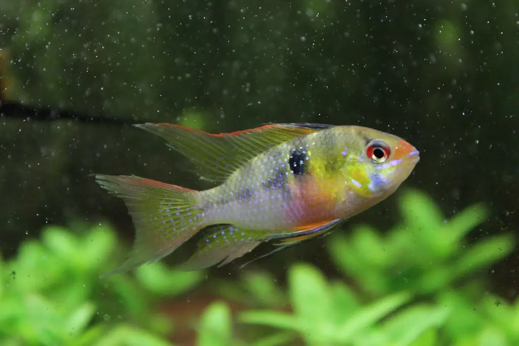 "Microgeophagus ramirezi (Ramirezi/Ram)