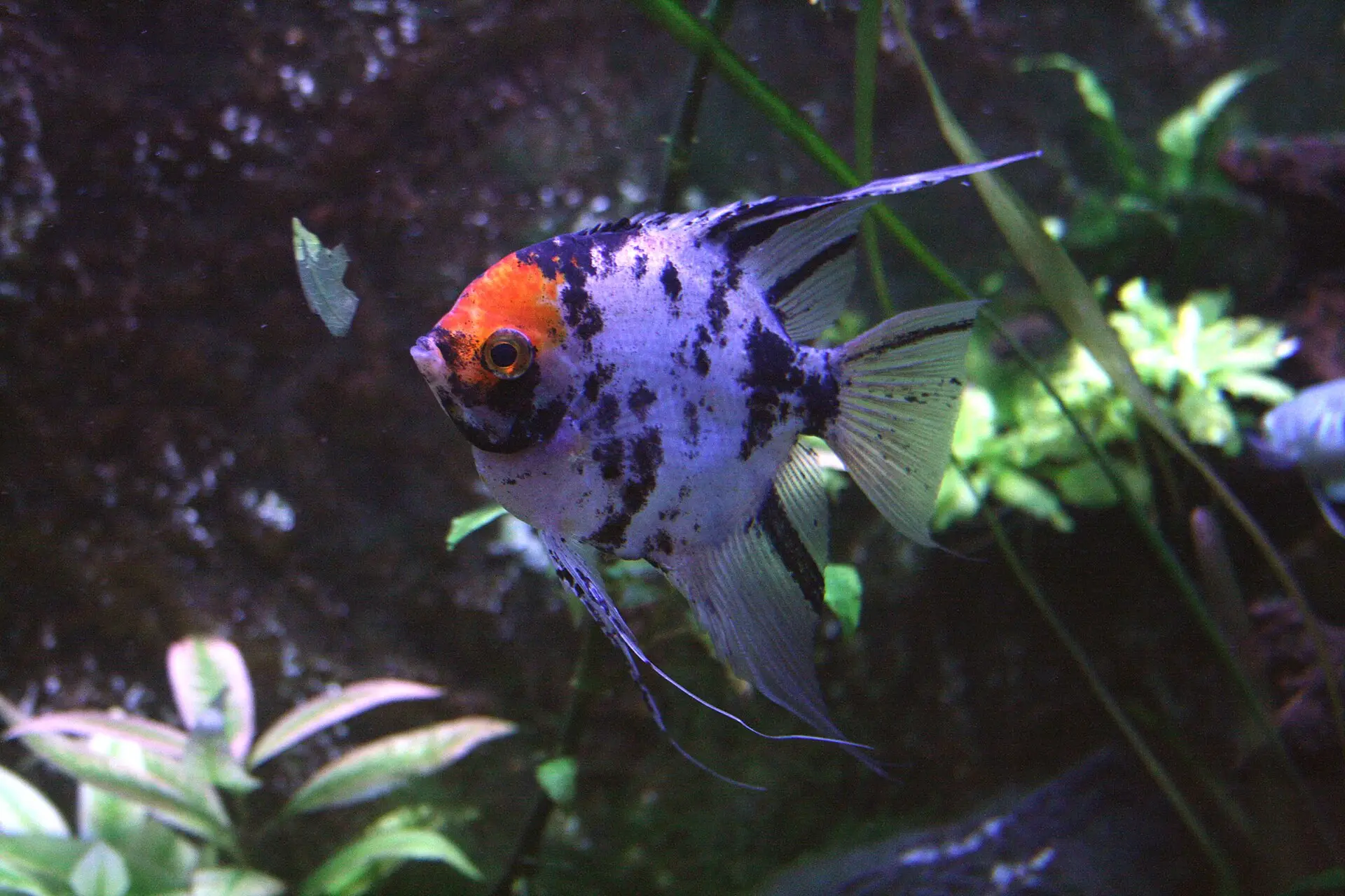  Pterophyllum scalare