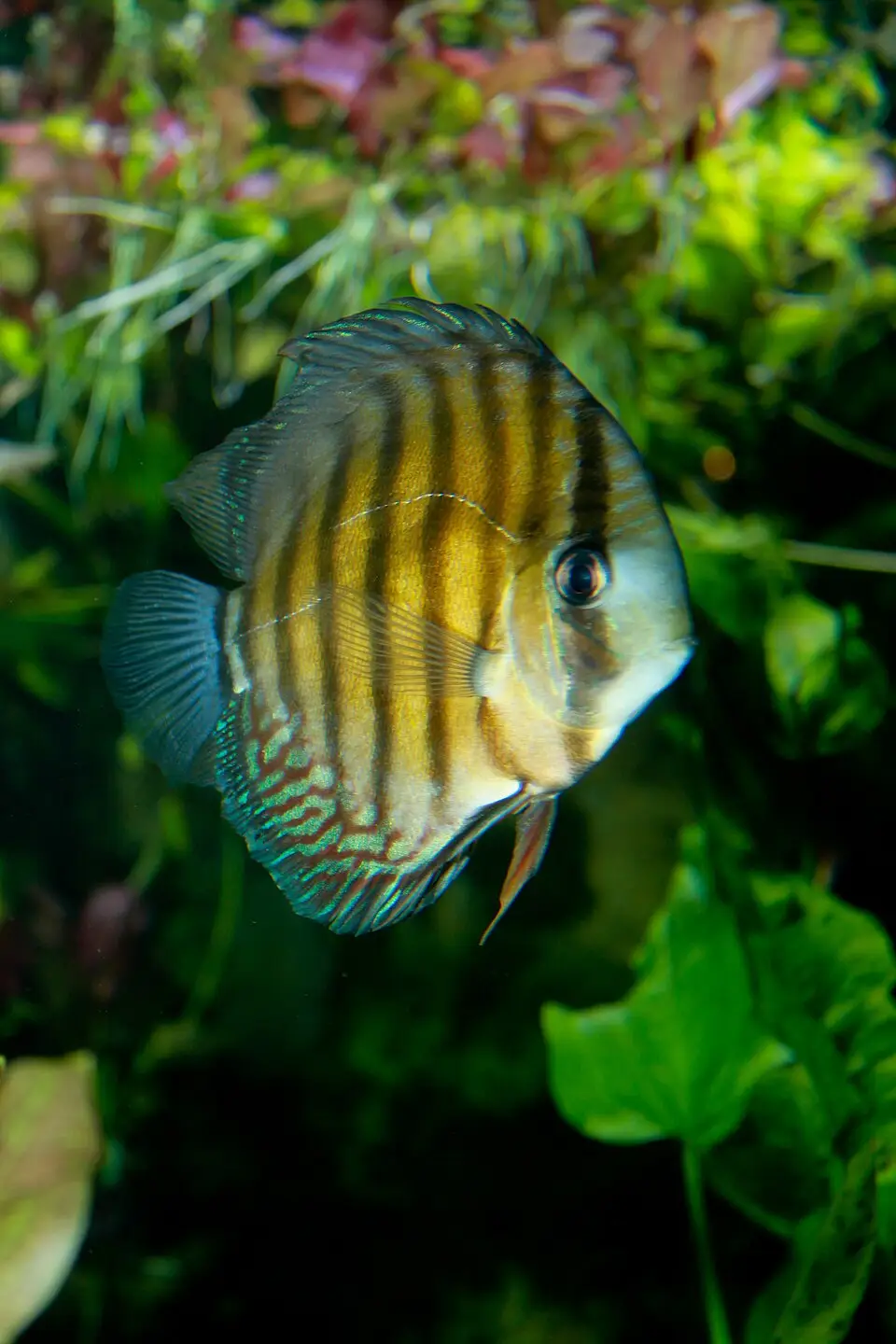 Brown Discus Symphysodon aequifasciatus