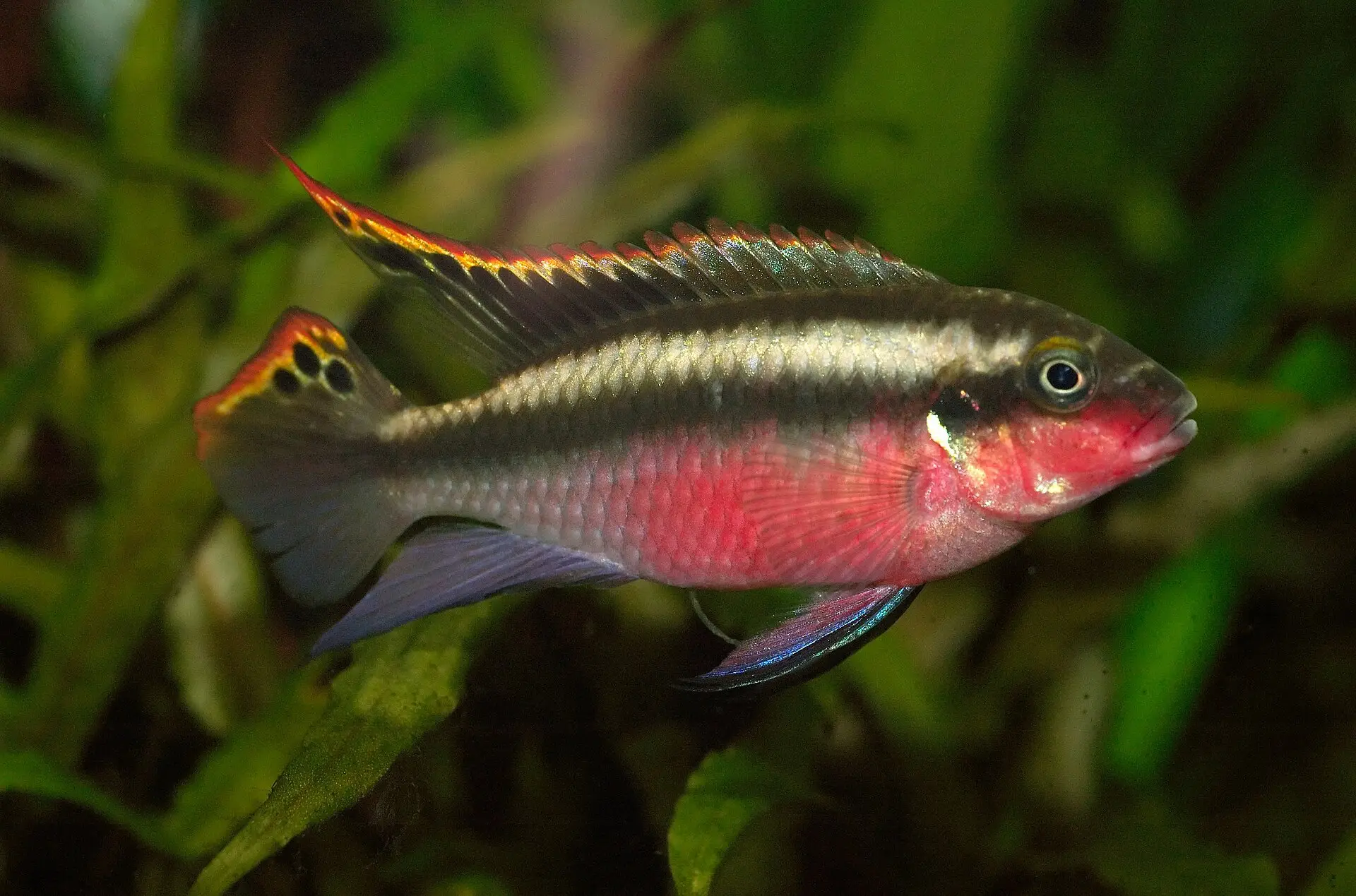 Pelvicachromis pulcher (male)