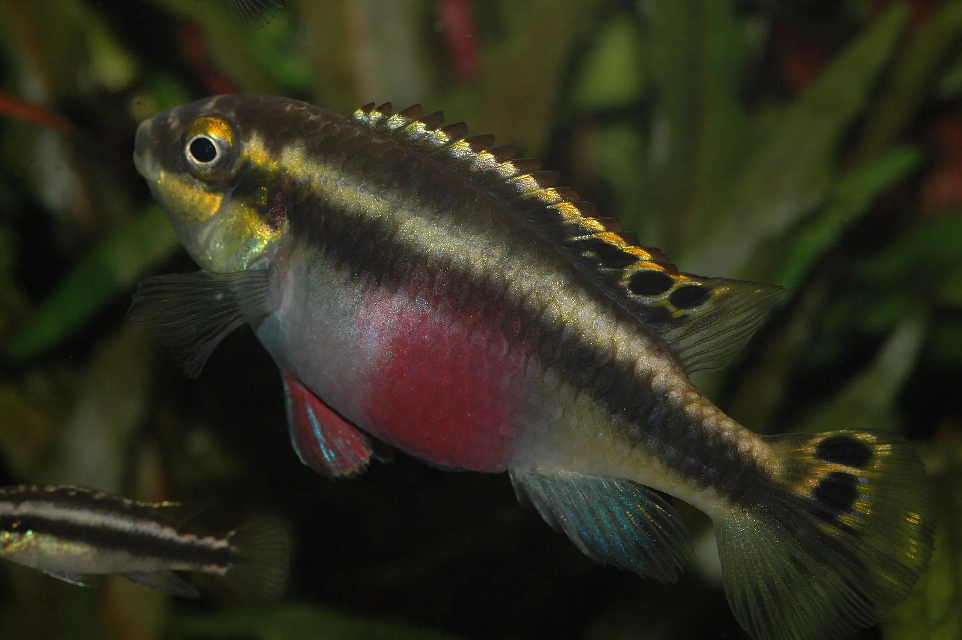 Pelvicachromis pulcher (female)