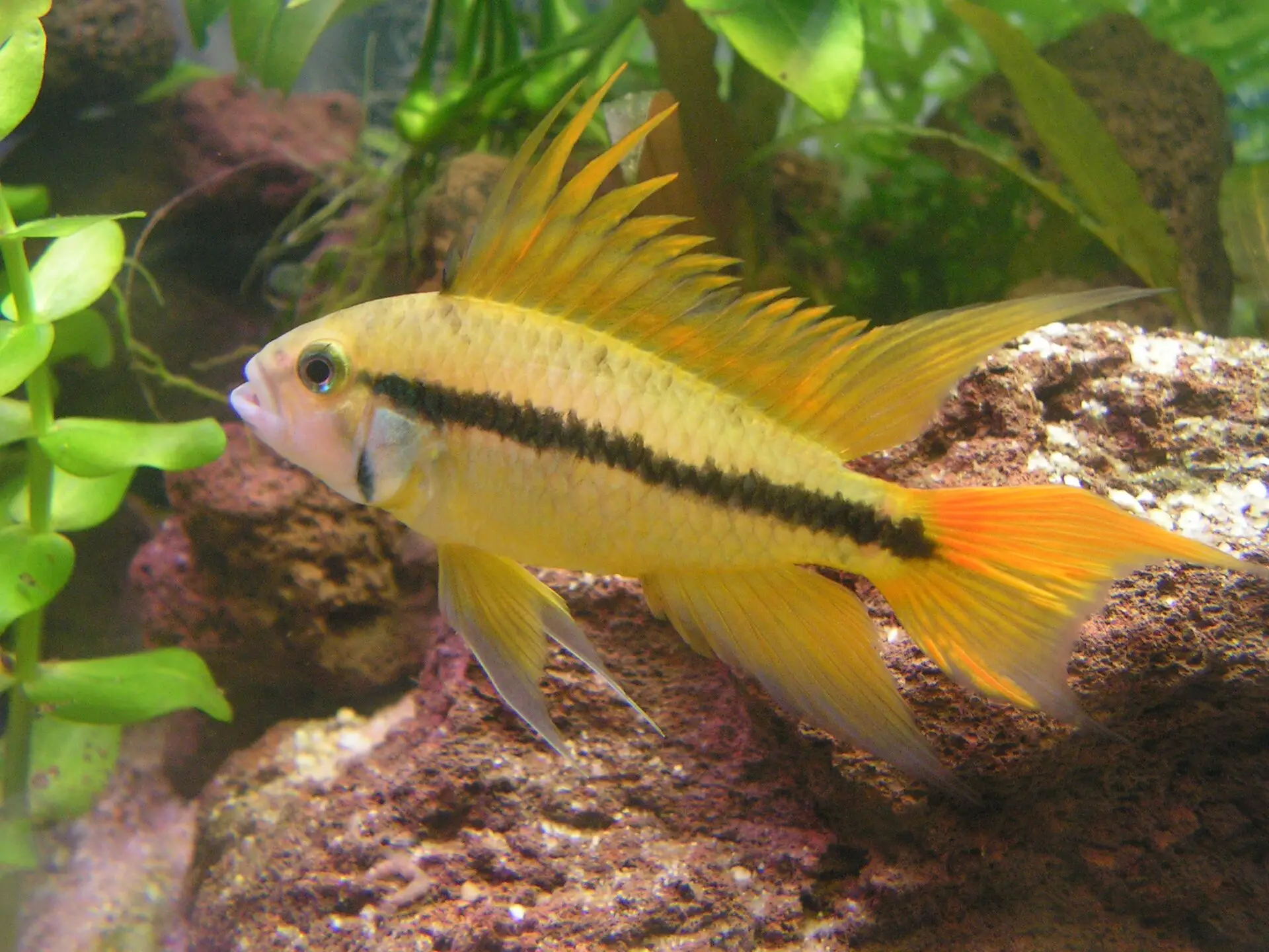 Apistogramma-cacatuoide-flame-male
